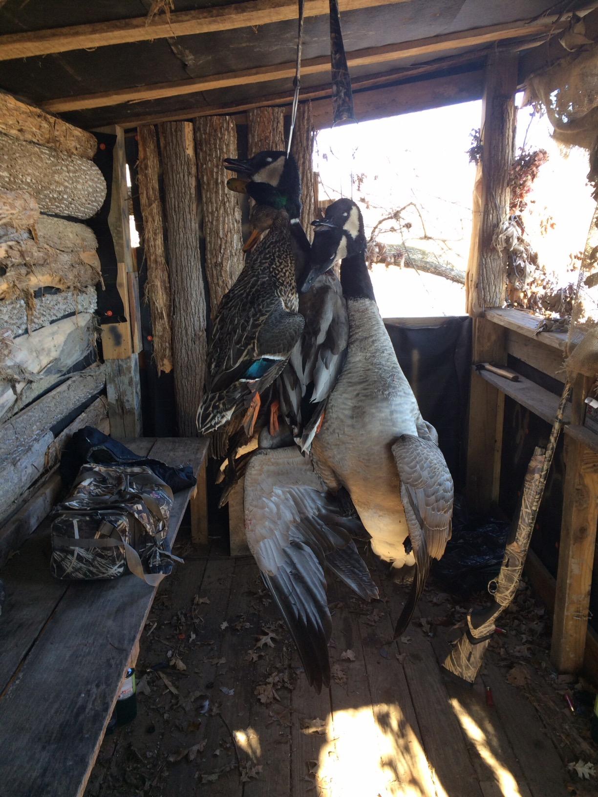 Avian X Topflight Honker Floaters with True to Life Postures and Weight Forward Swim Keel for Hunting Use customer photo 2