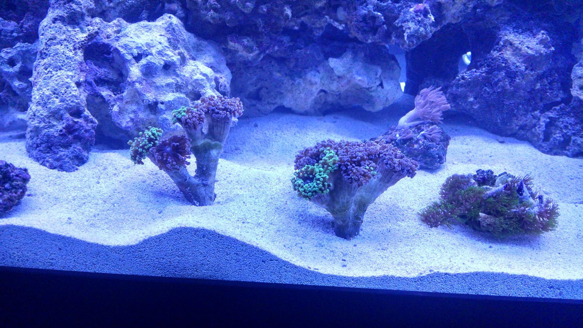 Current USA 24-36 Inch Orbit Marine LED Saltwater Reef Marine Aquarium Light | 24 Hour IR Lighting & eFlux Wave Pump Control | Adjustable Color Spectrum for Fish Tank customer photo 1