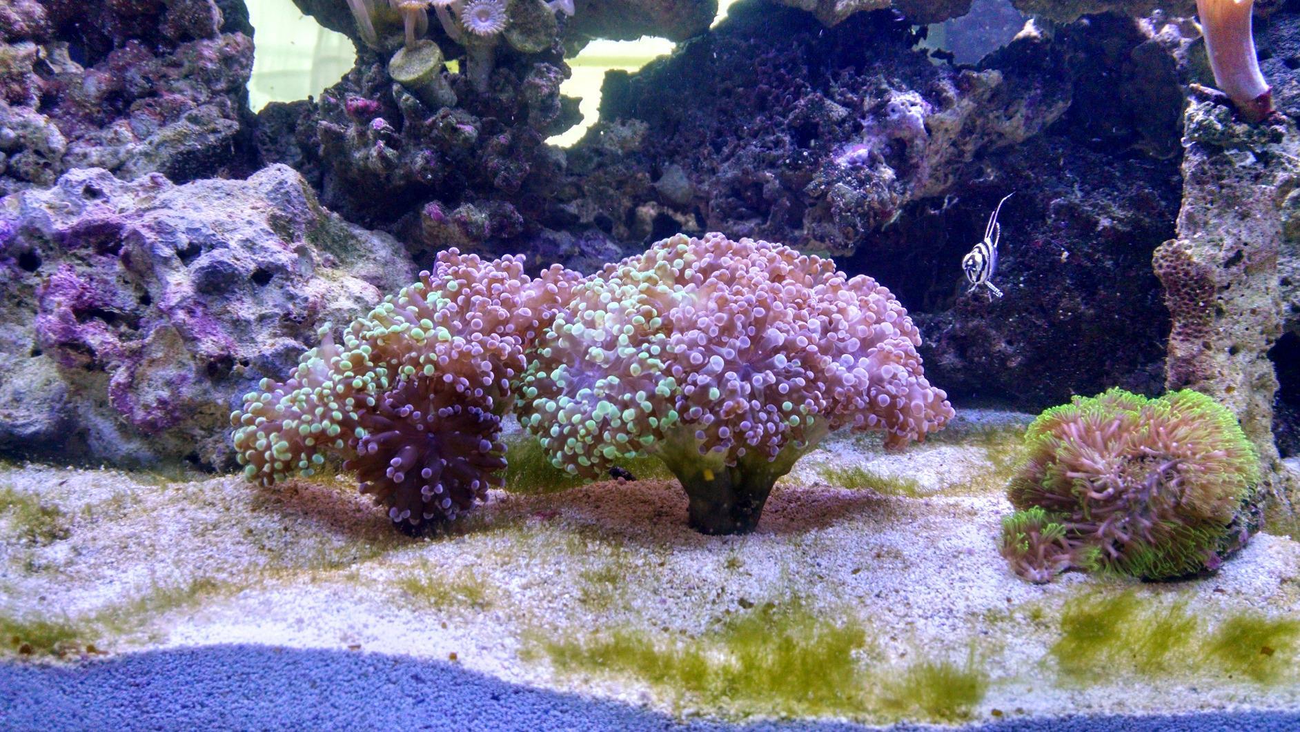 Current USA 24-36 Inch Orbit Marine LED Saltwater Reef Marine Aquarium Light | 24 Hour IR Lighting & eFlux Wave Pump Control | Adjustable Color Spectrum for Fish Tank customer photo 2
