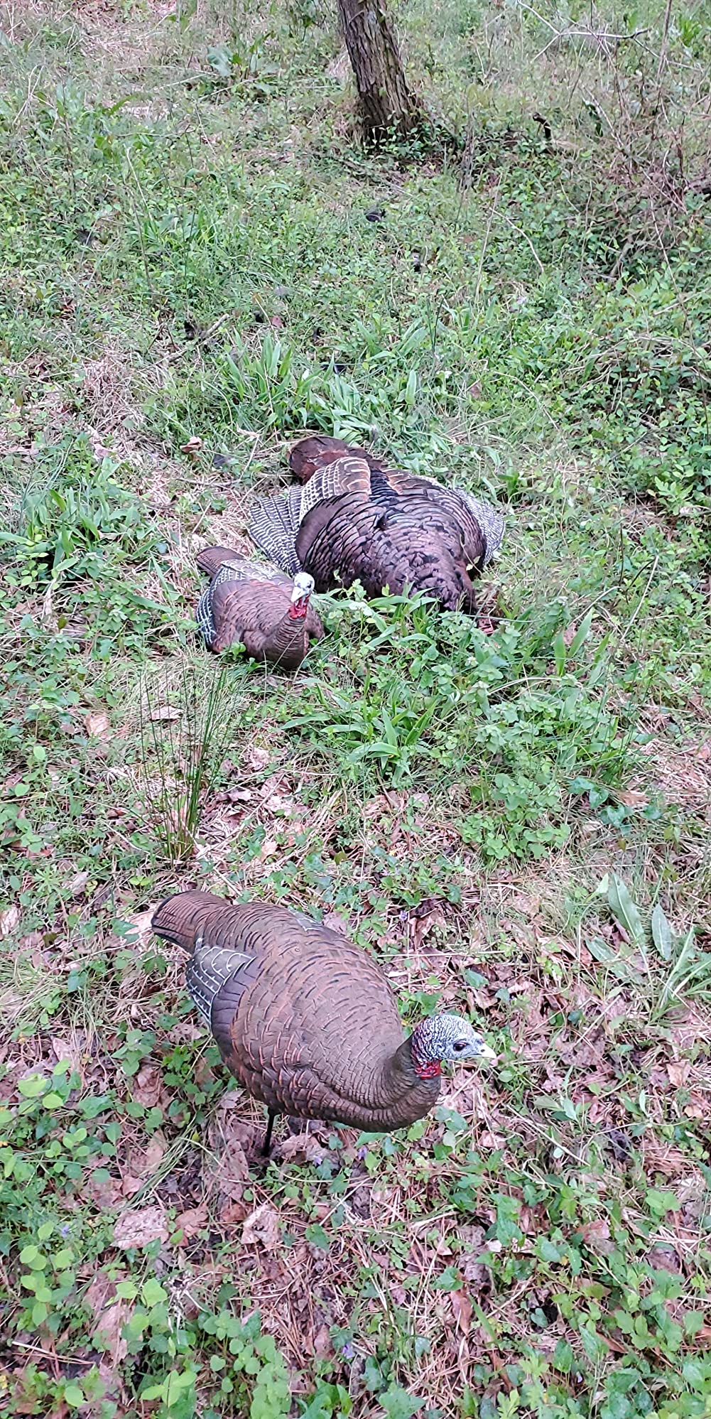 Avian-X LCD Breeder Hen Turkey Decoy customer photo 1