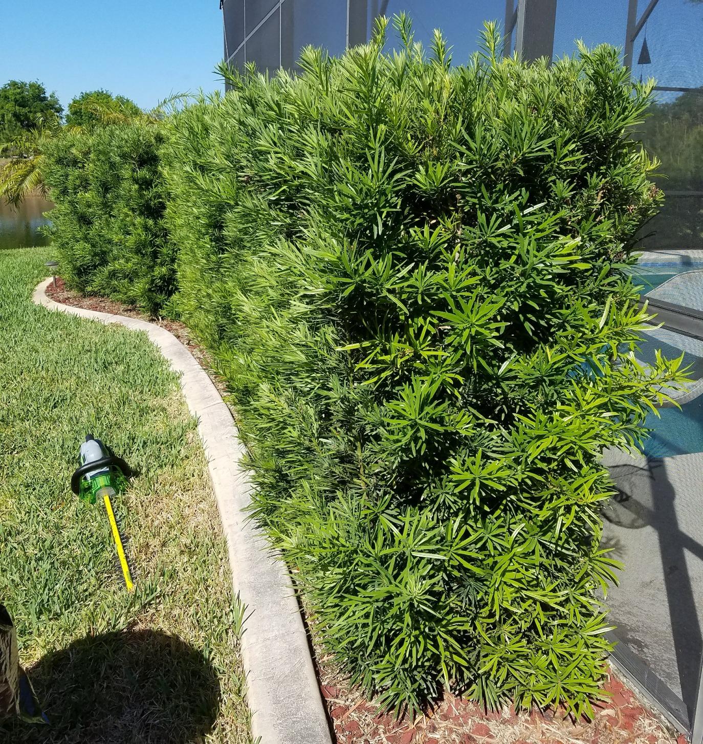 EGO Power+ HT2400 24-Inch 56-Volt Lithium-ion Cordless Hedge Trimmer - Battery and Charger Not Included customer photo 2