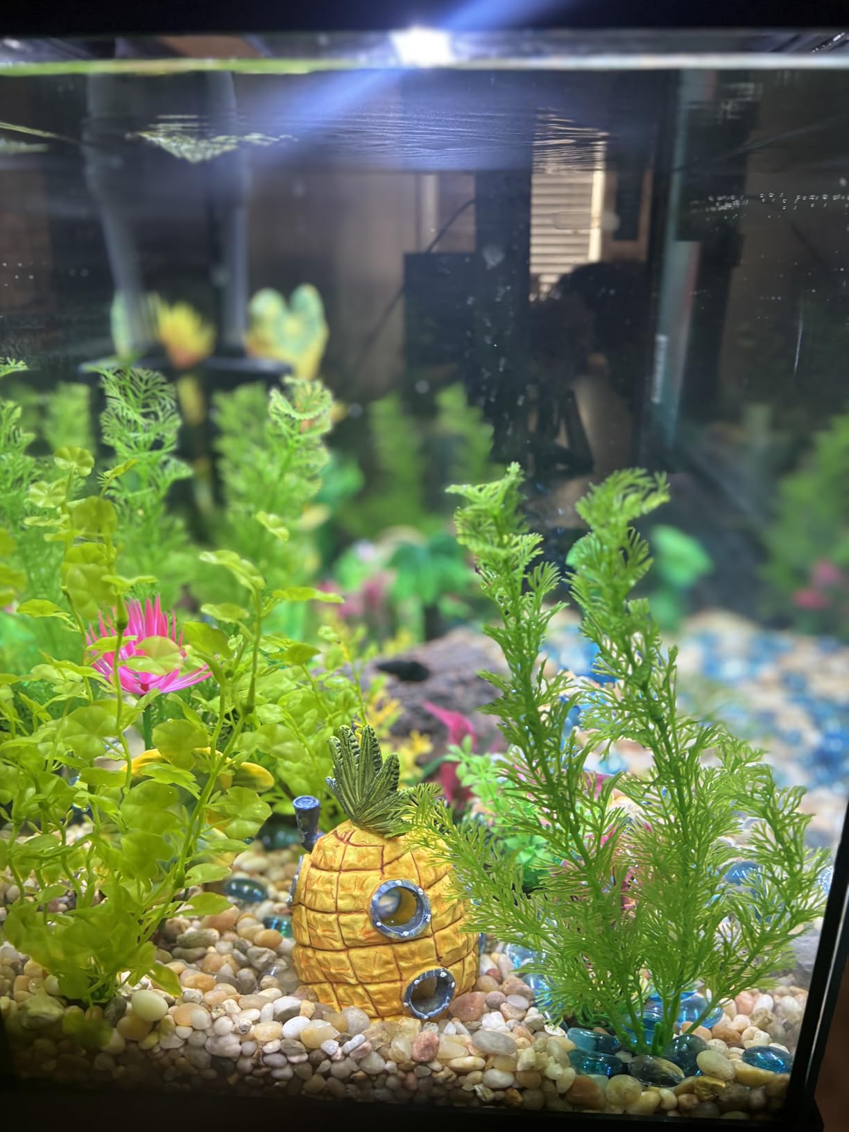 Marina 5 Gallon (19 L) LED Aquarium Kit - Ideal for Beginner Aquarists and New Fish-Keepers customer photo 2