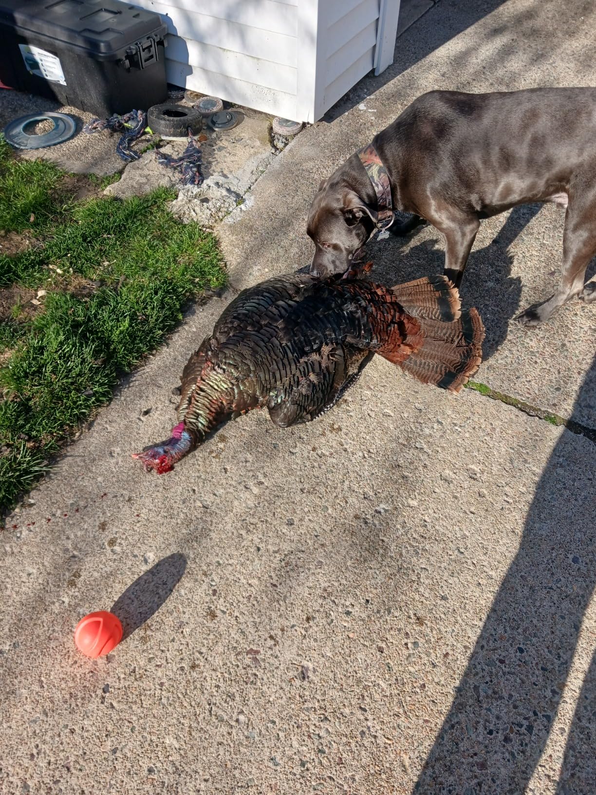 Avian-X LCD Laydown Hen Turkey Decoy customer photo 1