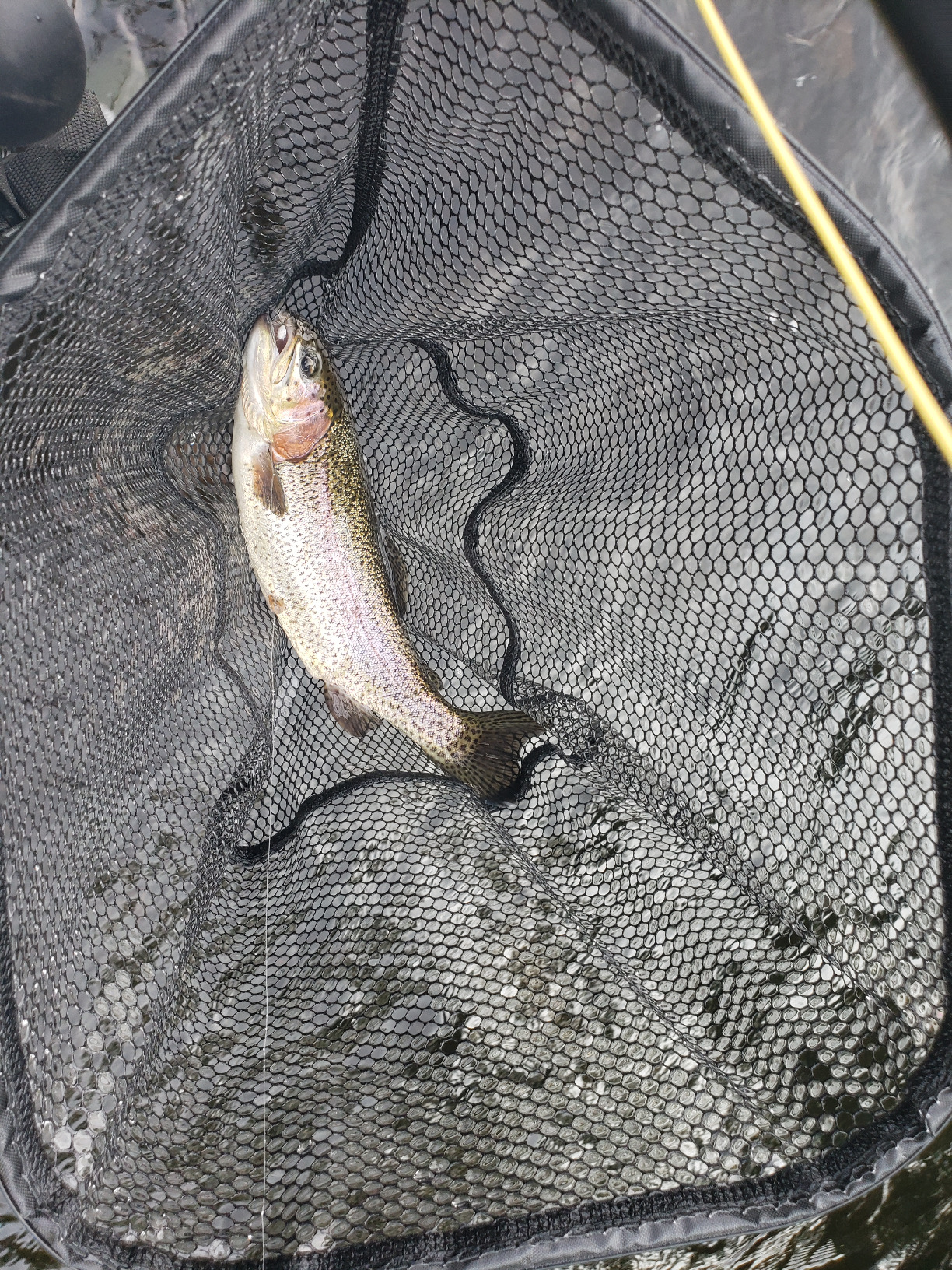 Fly Fishing Rod and Reel Combo - Including Carrying Case, Flies, and Fishing Line - Charter Series Gear and Accessories by Wakeman customer photo 1