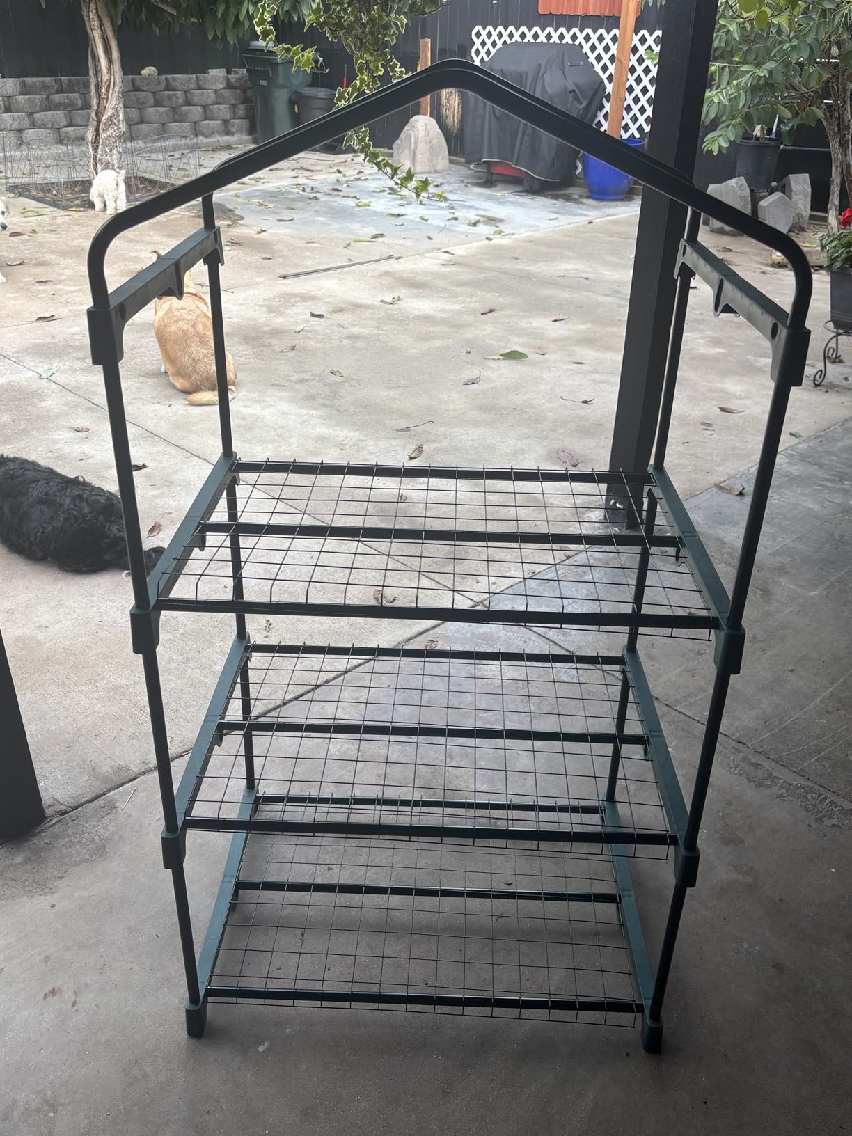 3 Tier Mini Greenhouse - Portable Greenhouse with Rust-Resistant Frame and PVC Cover for Indoor/Outdoor - 27.5x19x50-Inch Green House by Pure Garden customer photo 1
