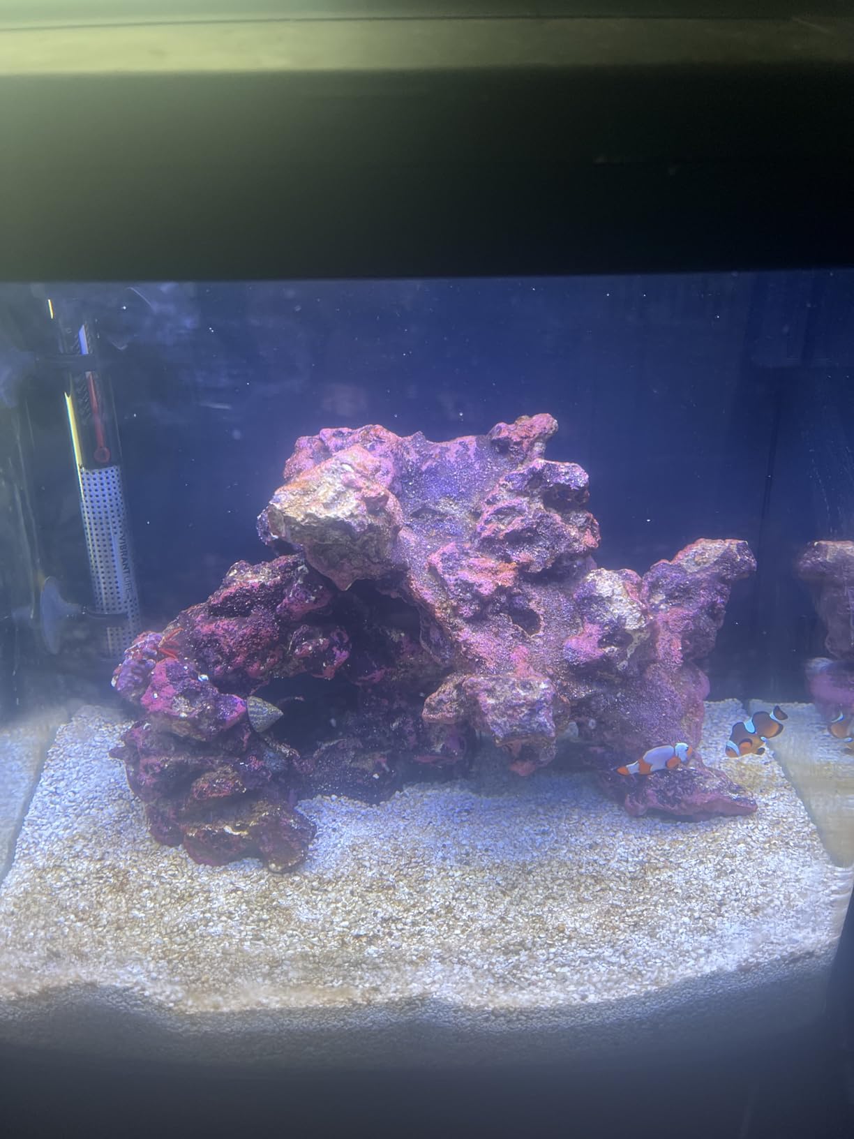 Coralife BioCube, Aquarium Kit, Integrated 24-hour Timer, Customizable LED Lighting, for Saltwater and Freshwater Environments, 32 Gallon customer photo 2