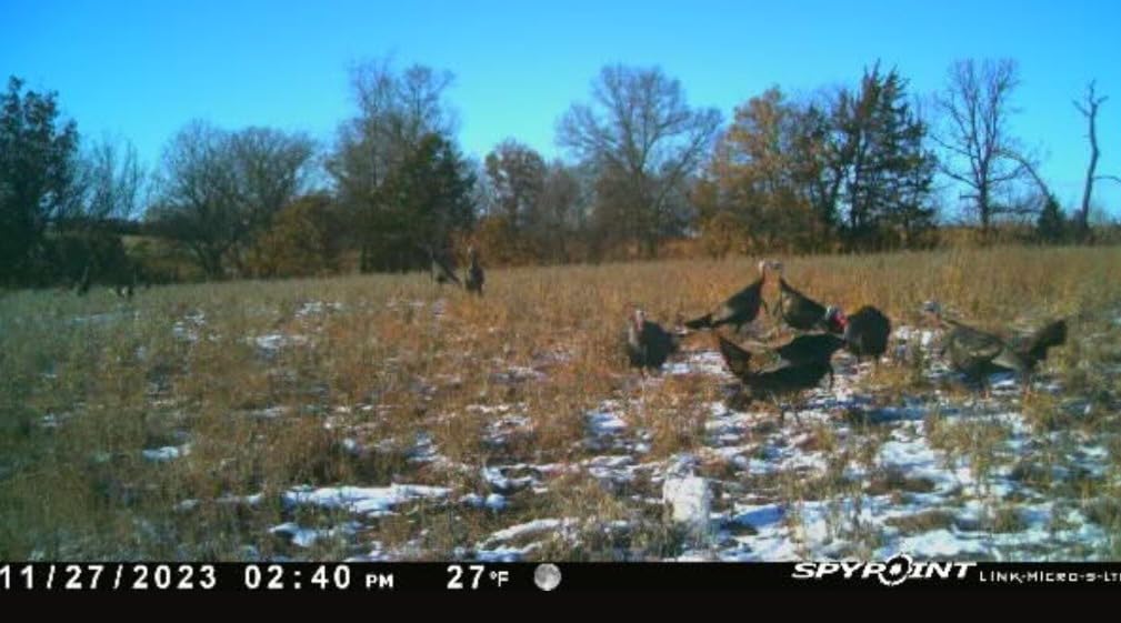 Avian-X LCD 1/2 Strut Jake Turkey Decoy customer photo 1