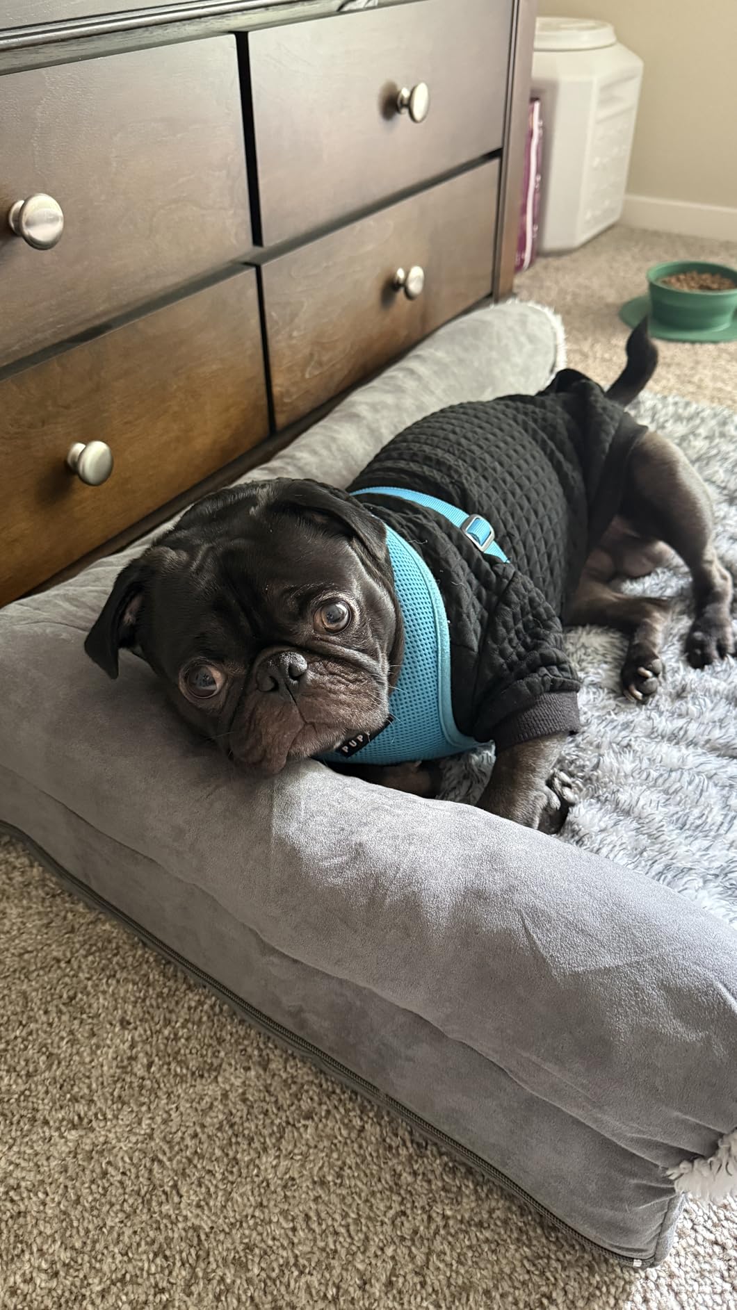 FurHaven Orthopedic Dog Bed for Large Dogs, L-Shaped Chaise Mattress with Orthopedic Egg Crate & Solid Orthopedic Foam Base for Joint Support, Washable Cover, Jumbo XL, Faux Fur & Suede, Dark Sage customer photo 1