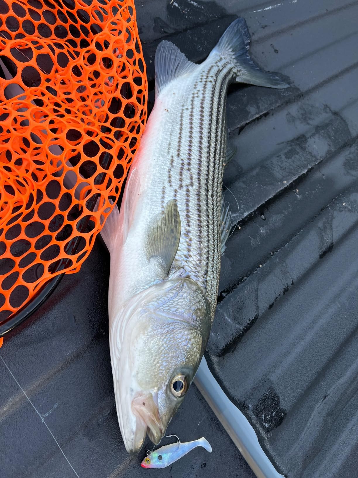 Lew's Hyper Mag SLP Baitcasting Reel customer photo 2