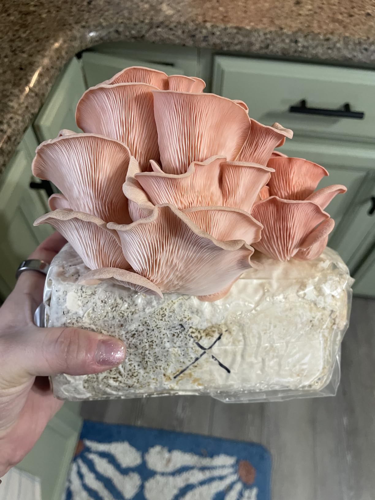 Forest Origins Pink Oyster Mushroom Grow Kit, Beginner Friendly & Easy to Use, Grows in 10 Days | Handmade in California, USA customer photo 1