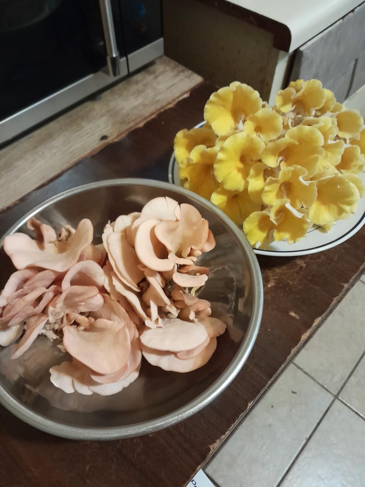 Forest Origins Pink Oyster Mushroom Grow Kit, Beginner Friendly & Easy to Use, Grows in 10 Days | Handmade in California, USA customer photo 2