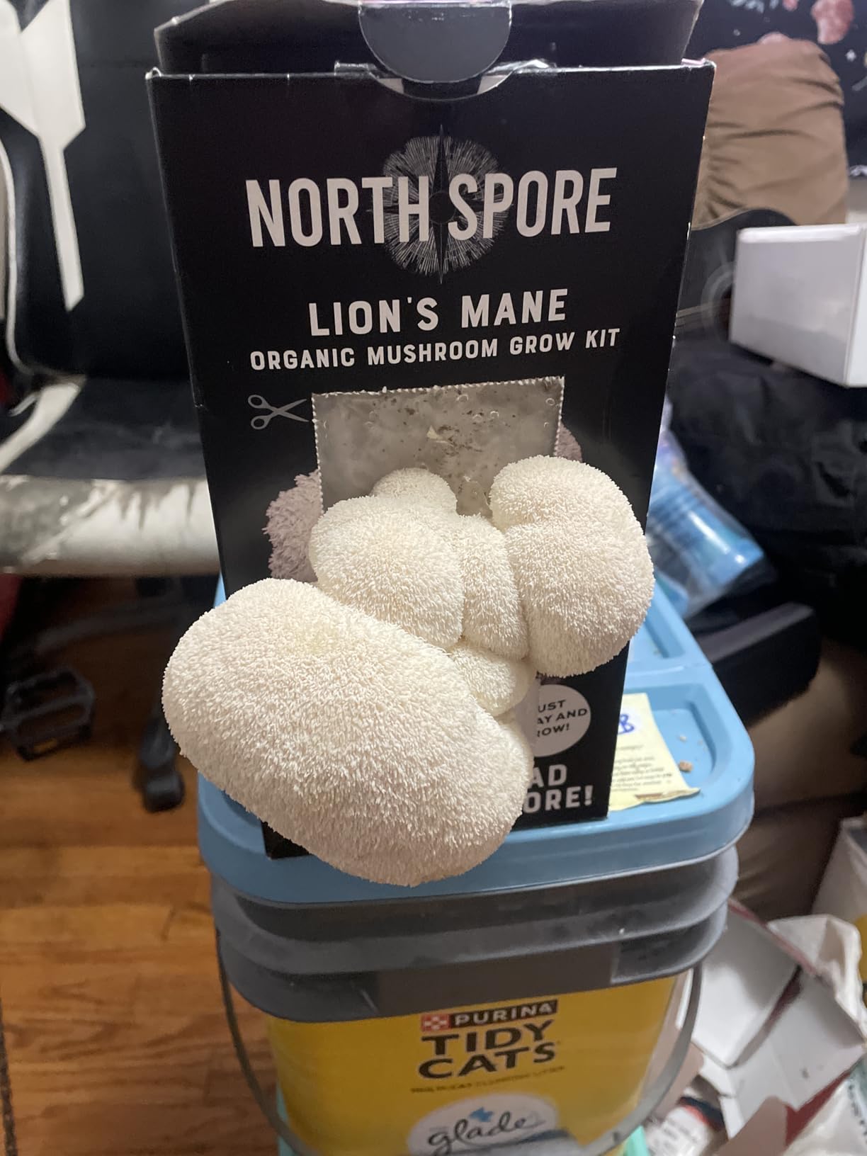 North Spore Organic Lion's Mane Mushroom Spray & Grow Kit (4 lbs) | USDA-Certified Organic, Non-GMO, Beginner-Friendly customer photo 1