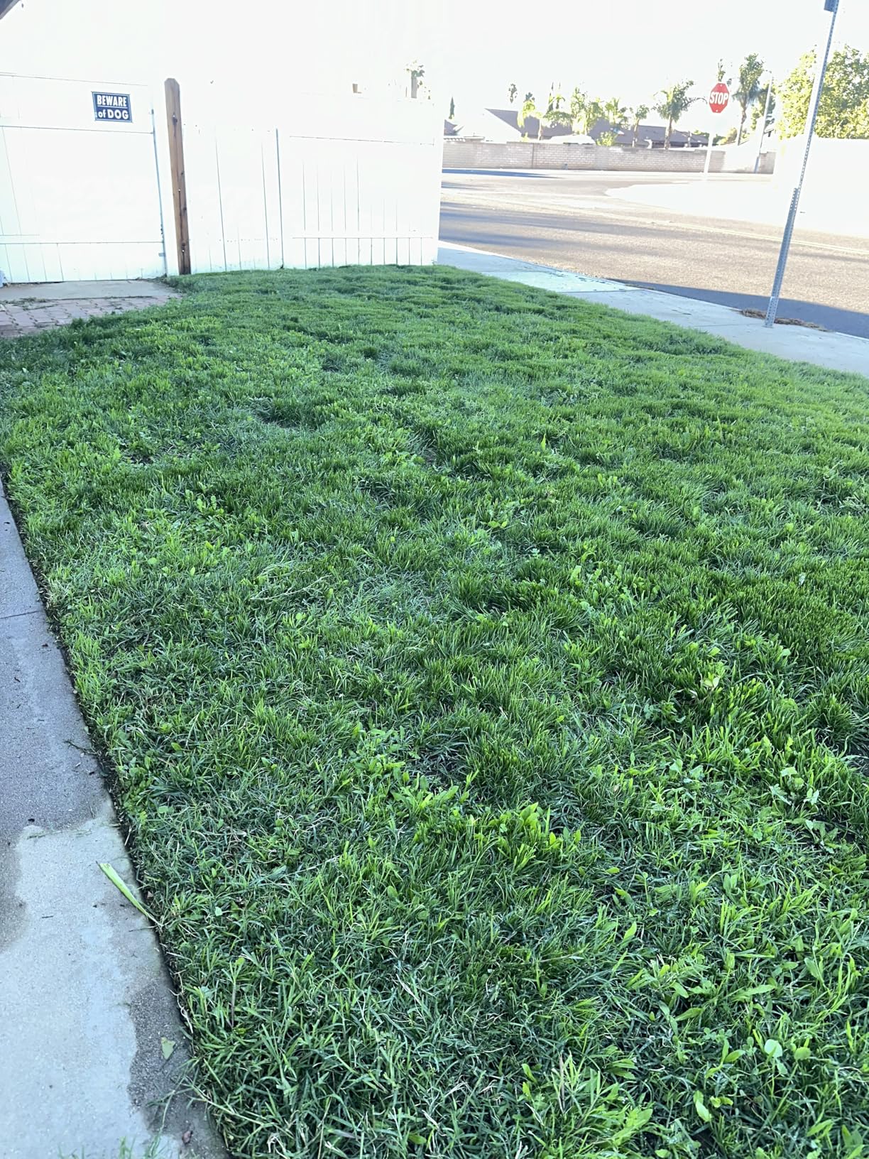 BLACK+DECKER Weed Wacker with Auto Feed, 14-Inch 2 in 1 String Trimmer Lawn Edger, Powerful 6.5-Amp Lightweight Electric Weed Eater (BESTA510) customer photo 1