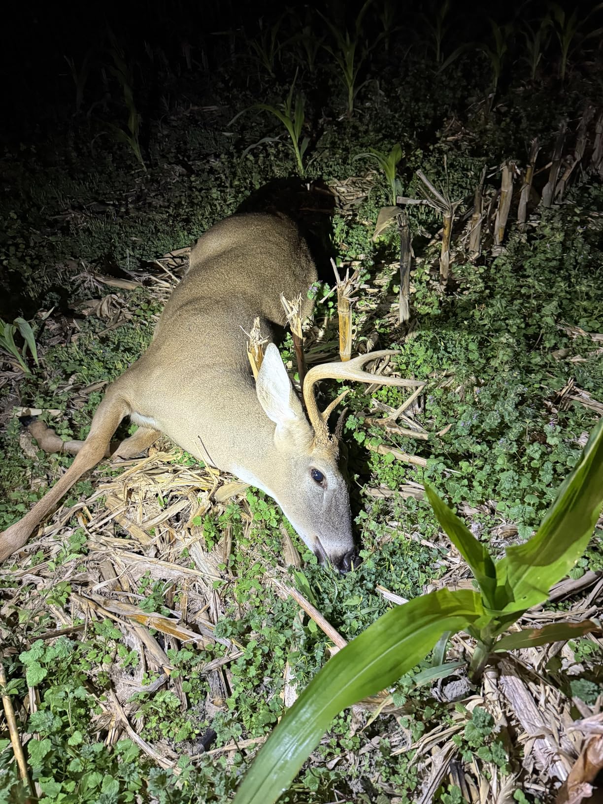 Primos Hunting unisex adult The Original CAN Deer Estrus Bleat Call from Primos, Green, One Size US customer photo 2