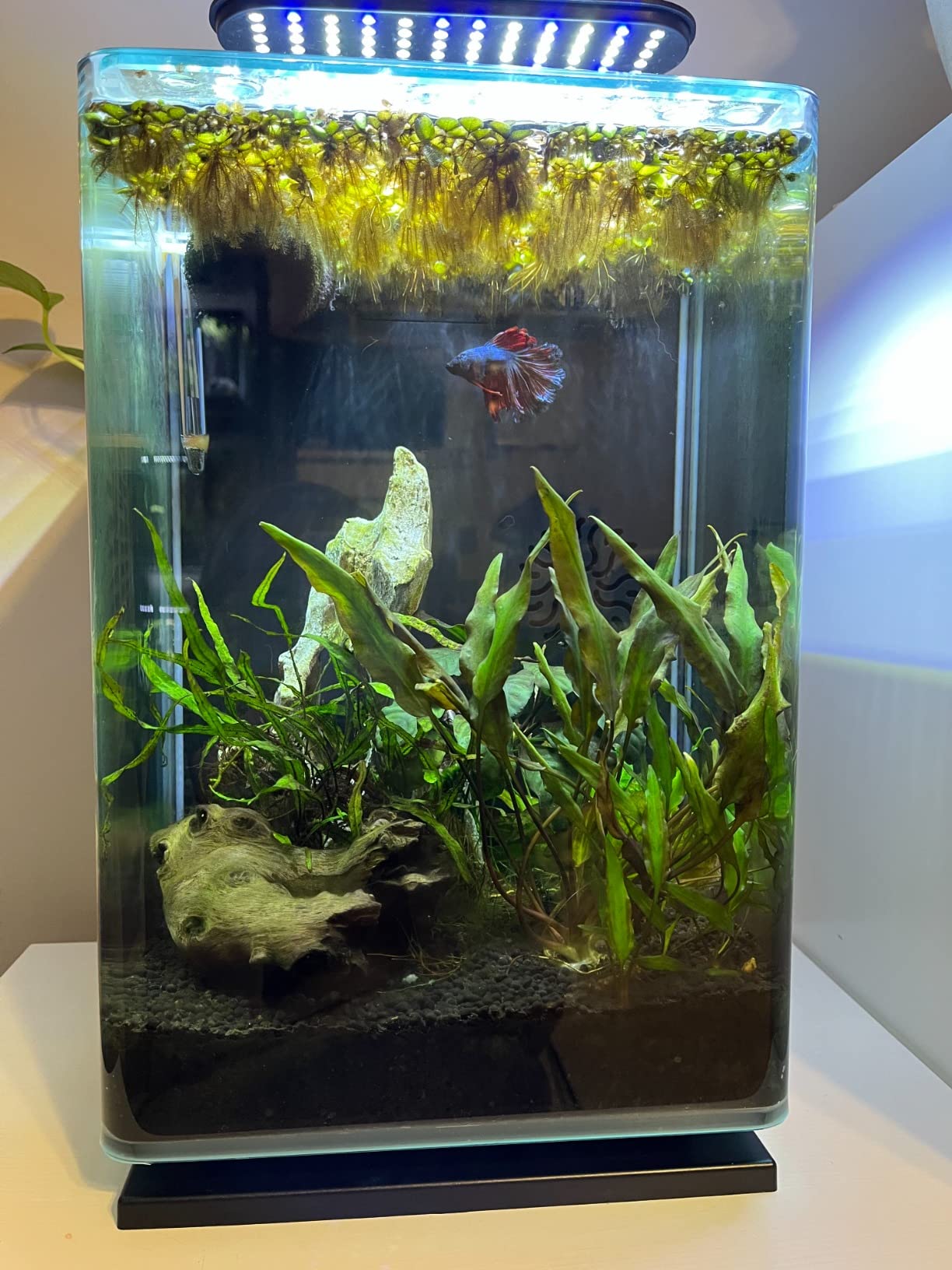 Aqueon Clip-On LED Aquarium Fish Tank Light for Planted Growing Plants for Up To 20 Gallon Aquariums customer photo 1