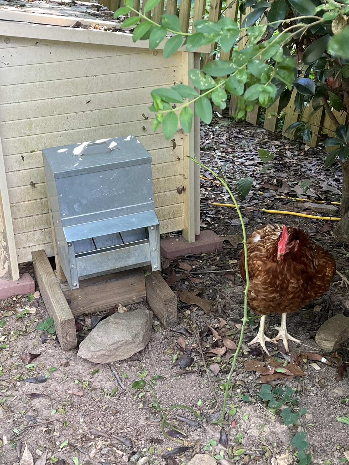 RentACoop Metal Trough Feeder with Lid & Rain Cover - Galvanized Steel, Gravity-Fed, Side View Window, Adjustable Grate for Easy Cleaning - Suitable for Chickens, Ducks, Poultry & More - 25lb Capacity customer photo 2