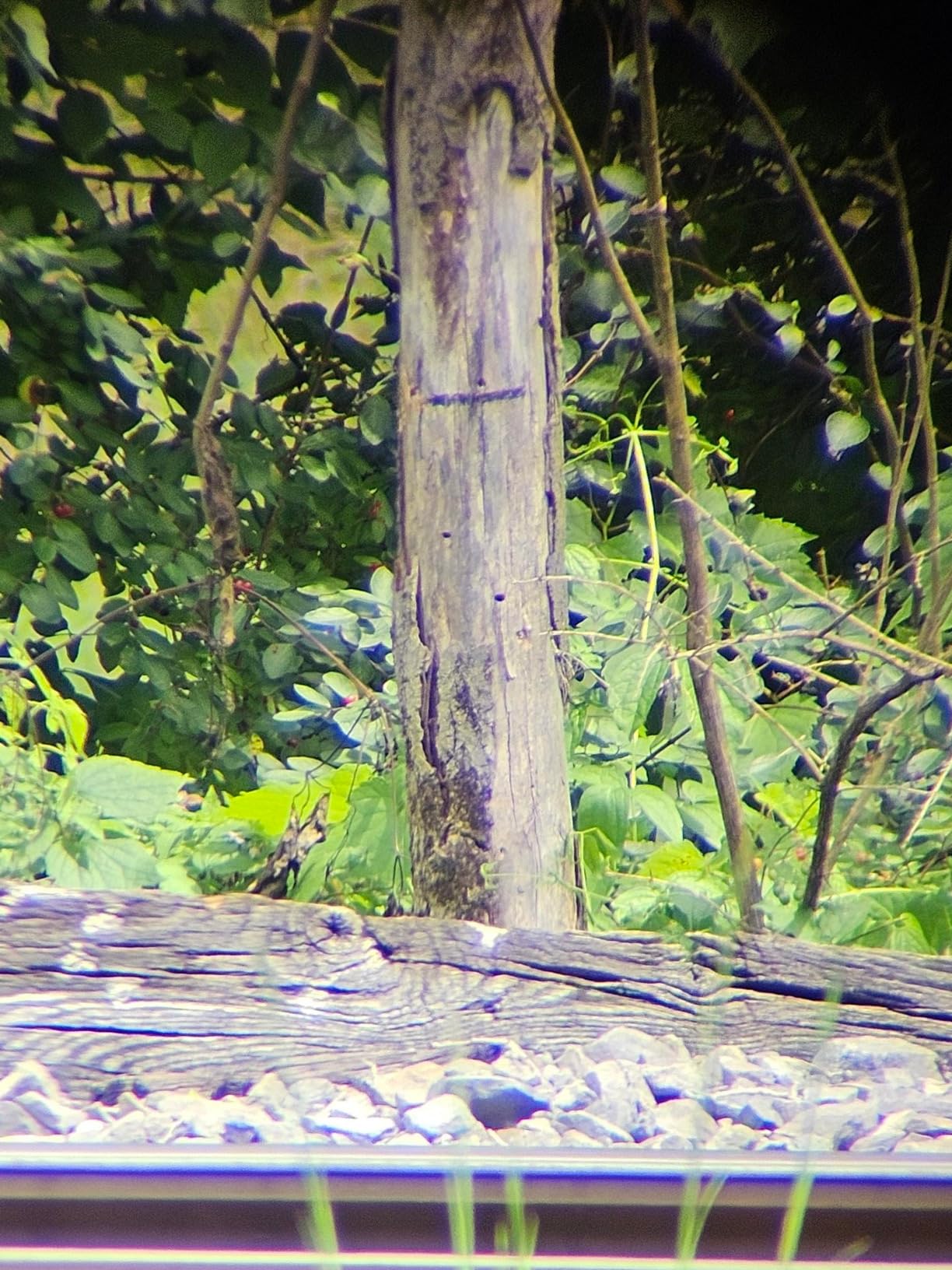 Gosky Flagship DiamondEdge 20-60x80 Spotting Scope customer photo 2