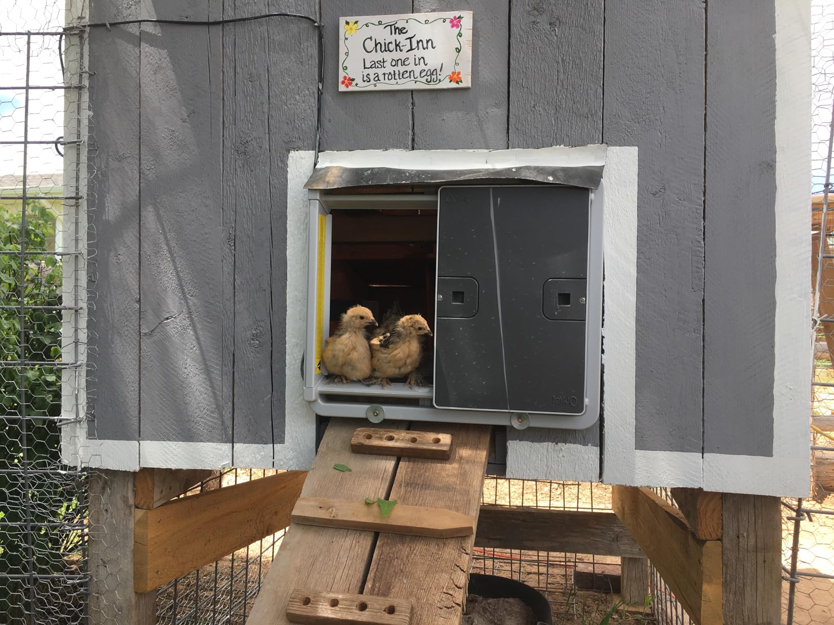 Omlet Automatic Chicken Coop Door Opener Operated by Light Sensor or Timer | Easy to Install, No Maintenance Required | Improves Coop Security and Insulation | Built-in Safety Sensors | Green customer photo 2