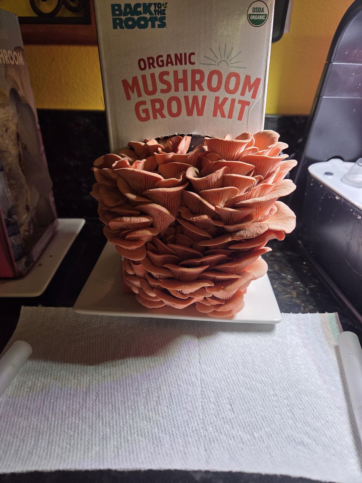 Back to the Roots Organic Pink Mushroom Grow Kit, Harvest Gourmet Mushrooms In 10 Days customer photo 2