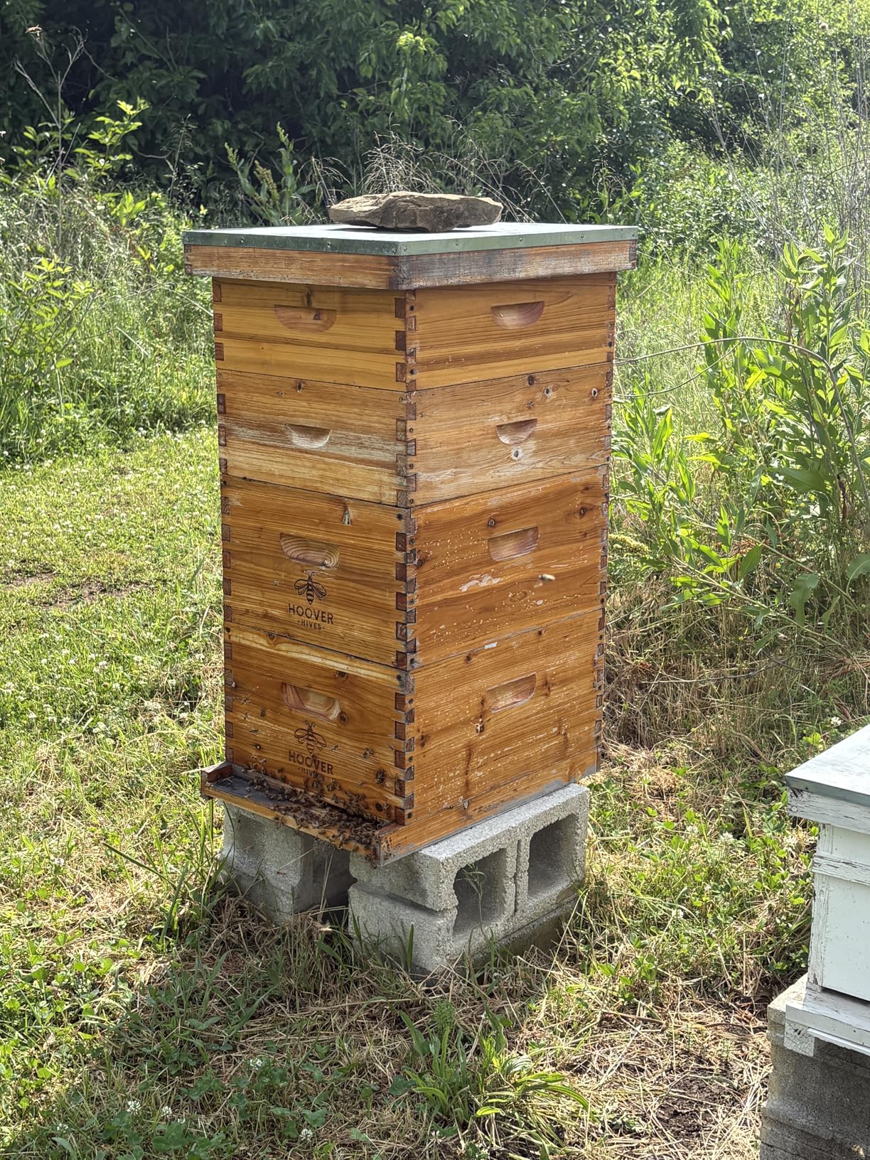 Hoover Hives: The Original Beeswax Coated Beehive Kit. Includes 2 Deep & 1 Medium Boxes with 10 Wooden Frames & Heavy Wax Coated Foundations. Easy Assembly with Predrilled Holes & Screws (Unassembled) customer photo 1