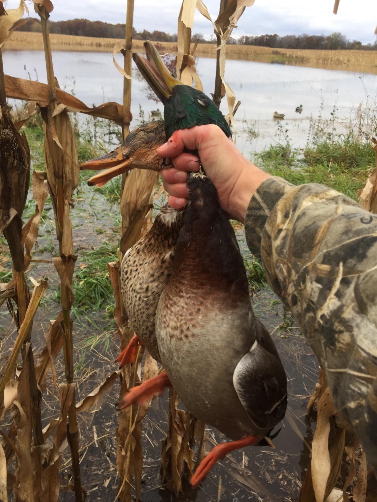 Avery GHG Essential Mallard Duck Decoys - 12 Pack customer photo 1