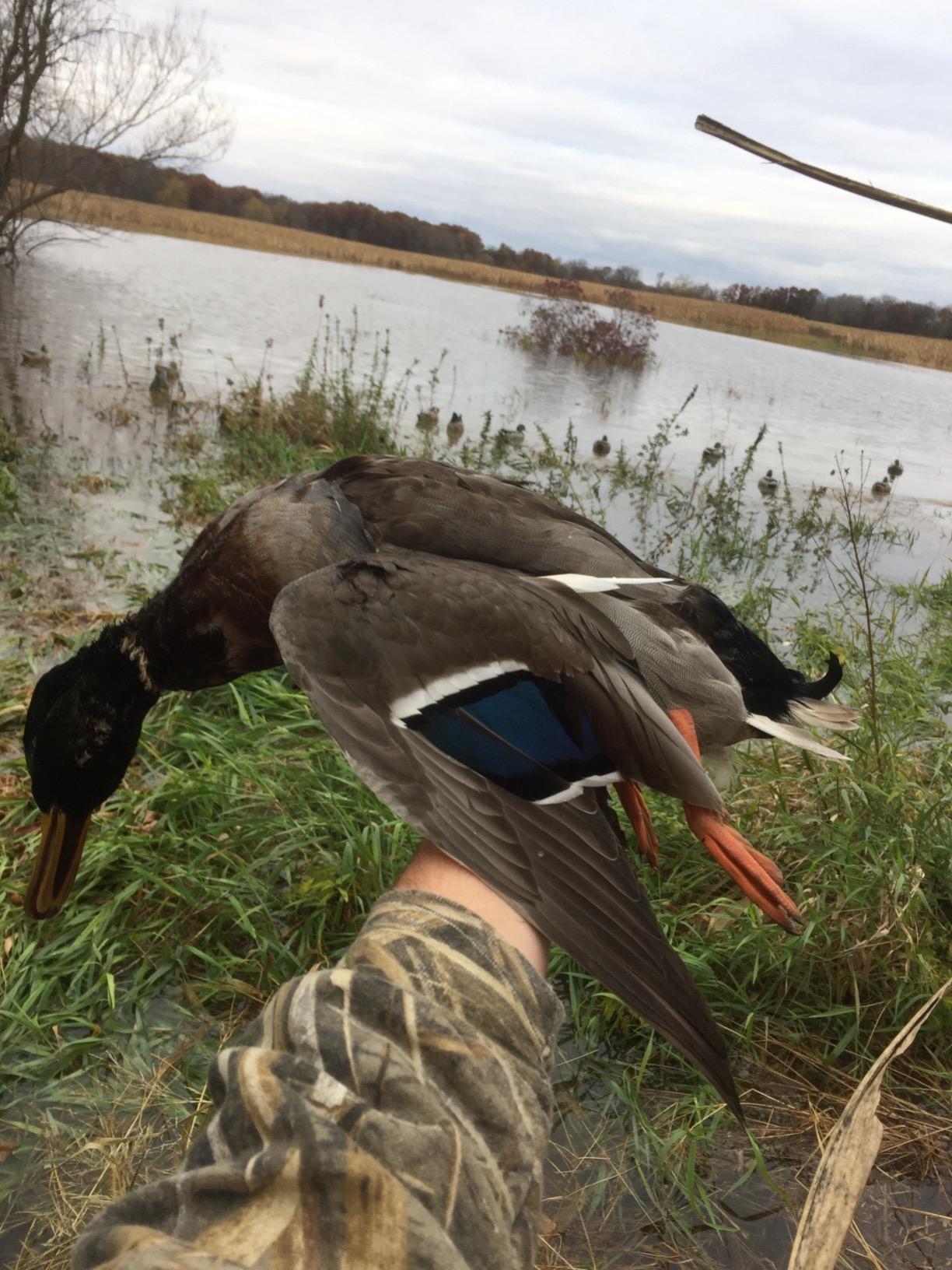 Avery GHG Essential Mallard Duck Decoys - 12 Pack customer photo 2