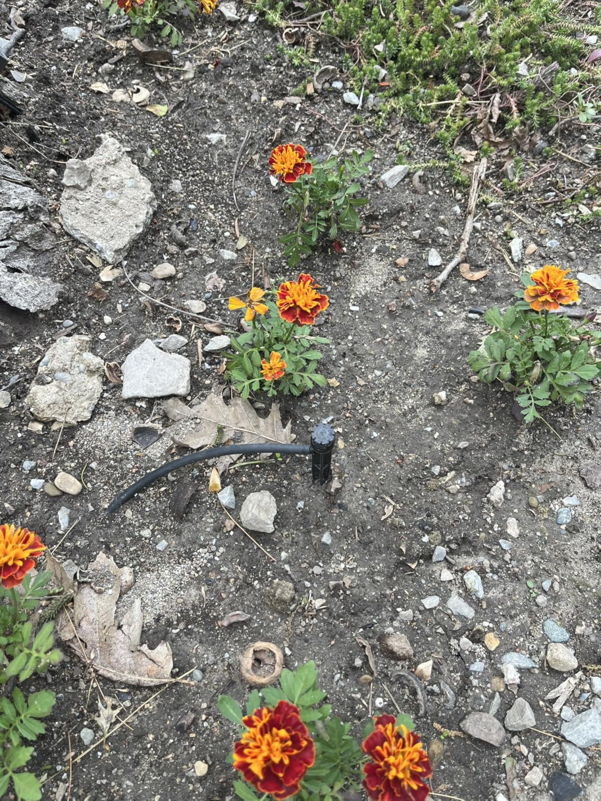 Rain Bird LNDDRIPKIT Drip Irrigation Landscape/Garden Watering Kit with Drippers, Micro-Bubblers, Micro-Sprays customer photo 1