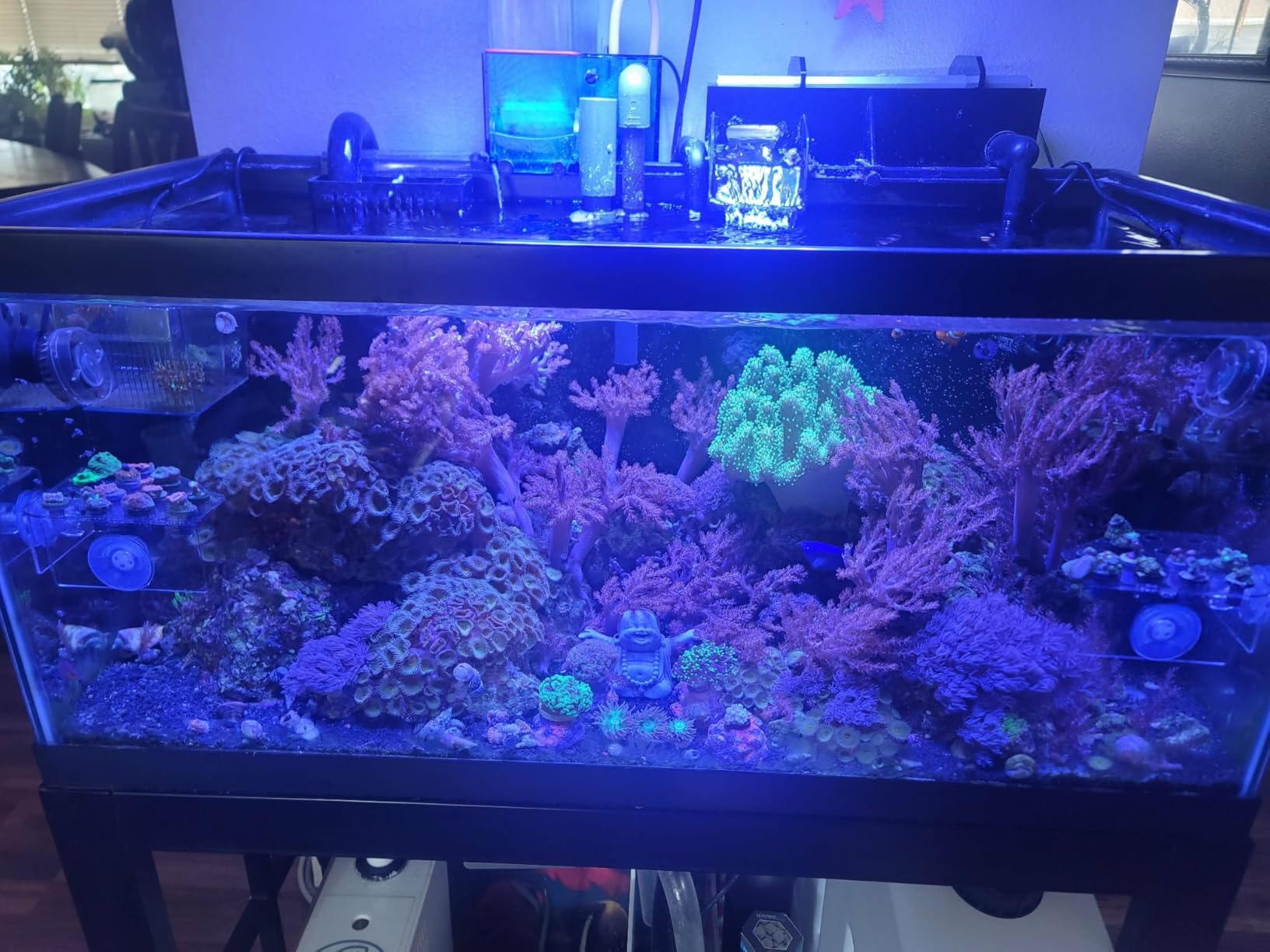 VIPARSPECTRA 165W LED Aquarium Light Dimmable Full Spectrum LED Reef Lights for Coral Saltwater Fish Tank, Remote/Timer Control, LED Lamps Programmable Auto On/Off, Dual Channel Brightness 0-100% customer photo 2
