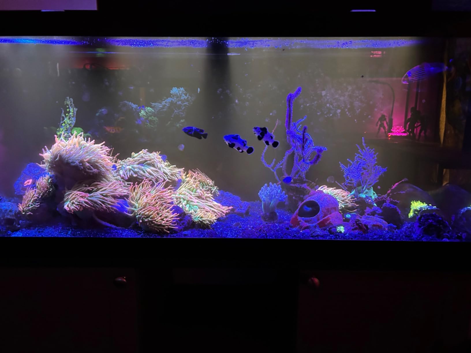Coralife Biocube Protein Skimmer customer photo 1