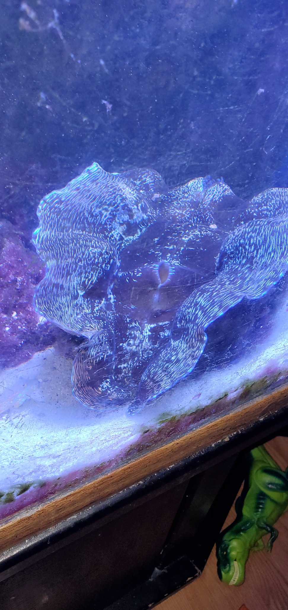 AquaIllumination Hydra 64 LED Aquarium Light - Full Spectrum Lighting for Coral Growth, Wireless Control, High PAR Output, Energy Efficient - for Saltwater Reef Tank Aquariums - Black customer photo 1