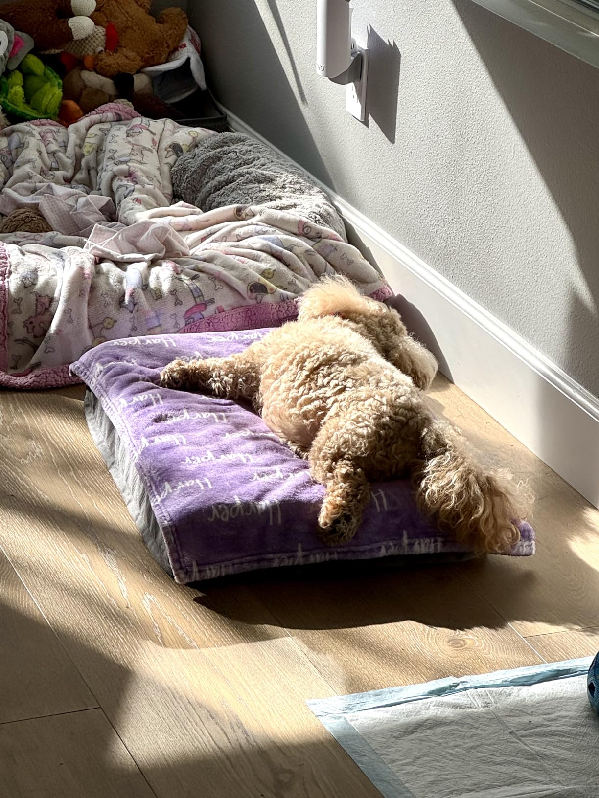 Bedsure Dog Beds Large Sized Dog - Comfy Flat Pet Beds with Removable Washable Cover, Orthopedic Egg Crate Foam Puppy Mat, Suitable for Pet Up to 65 lbs customer photo 2