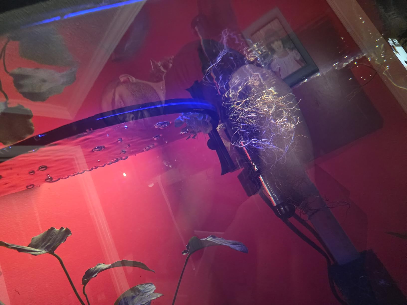 Fluval Plant 3.0 LED Planted Aquarium Lighting, 22 Watts, 15-24 Inches customer photo 1