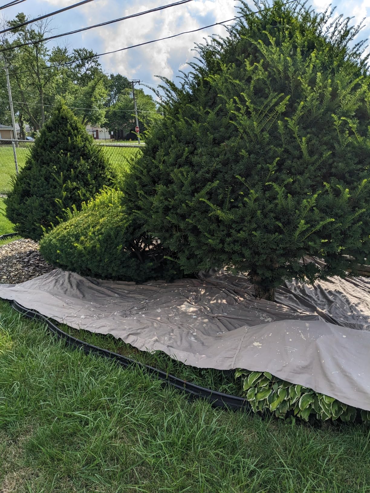 CRAFTSMAN V20 Pole Hedge Trimmer Cordless, 18-Inch, Battery and Charger Included Hedge Trimmer with Extension Pole, Up to 11 Ft Extended Reach (CMCPHT818D1) customer photo 2