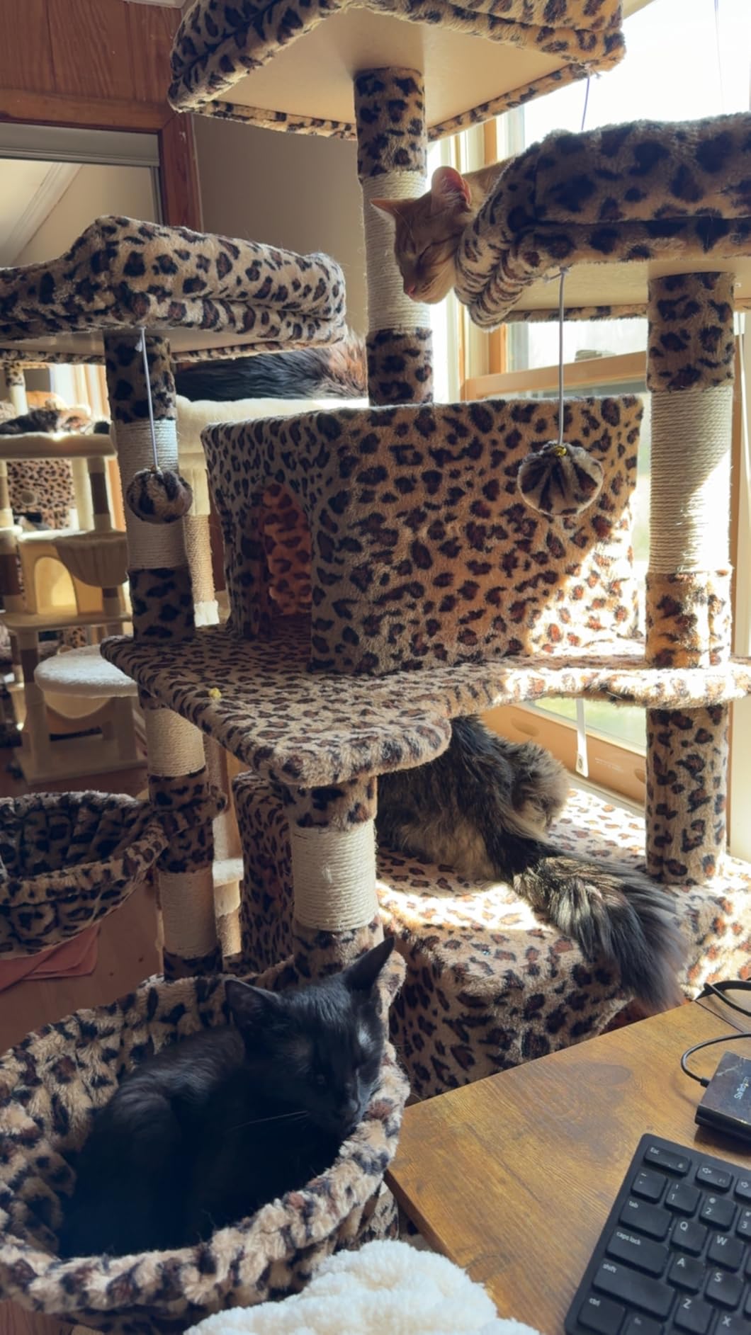 Allewie 68 Inches Cat Tree/House and Towers for Big Feline/Scratching Post/Multi-Level Large Kitty Climbing Tree with Condo/Smokey Grey customer photo 1
