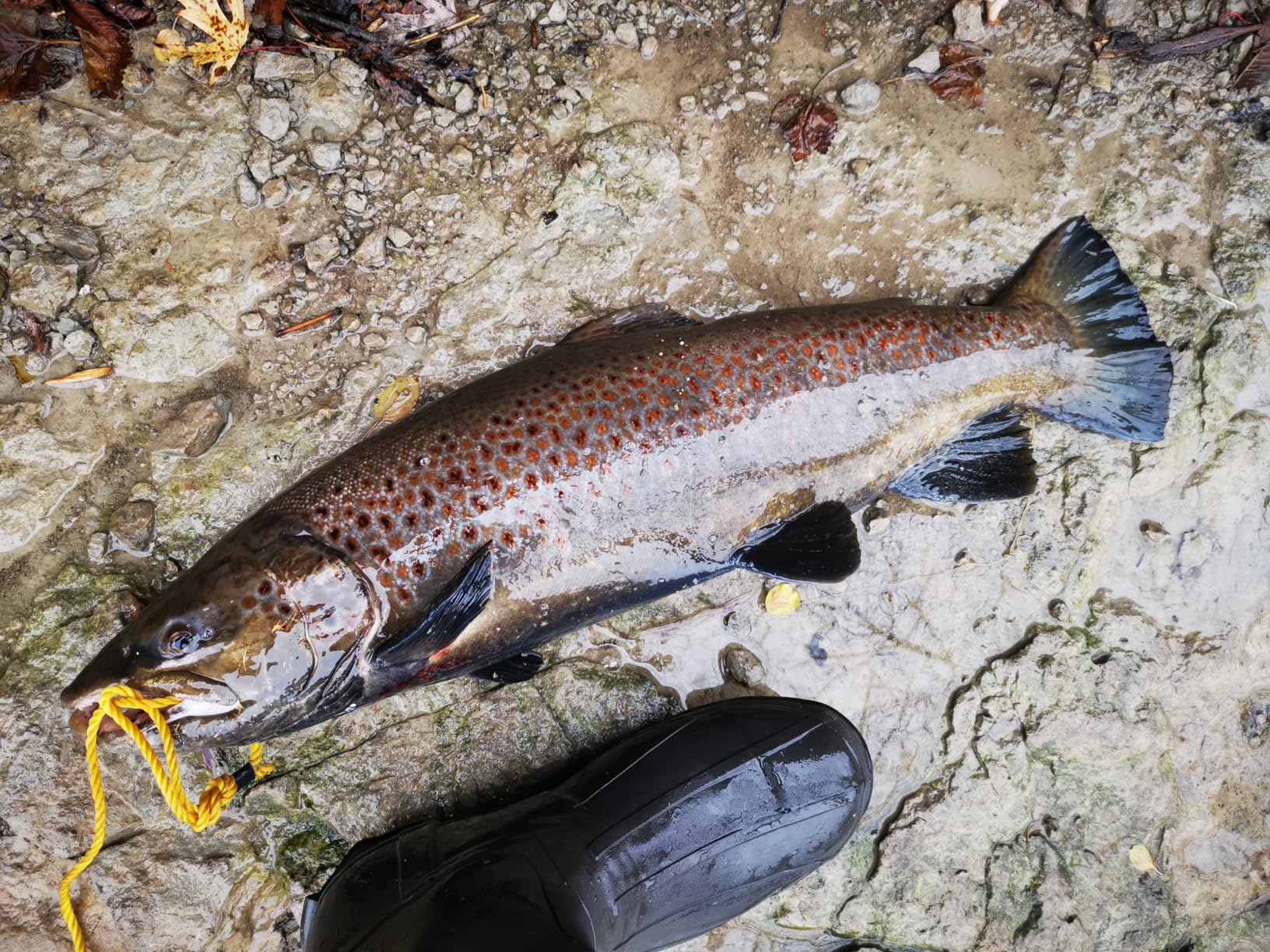 Penn Battle Fly Outfit Reel and Fishing Rod Combo customer photo 1