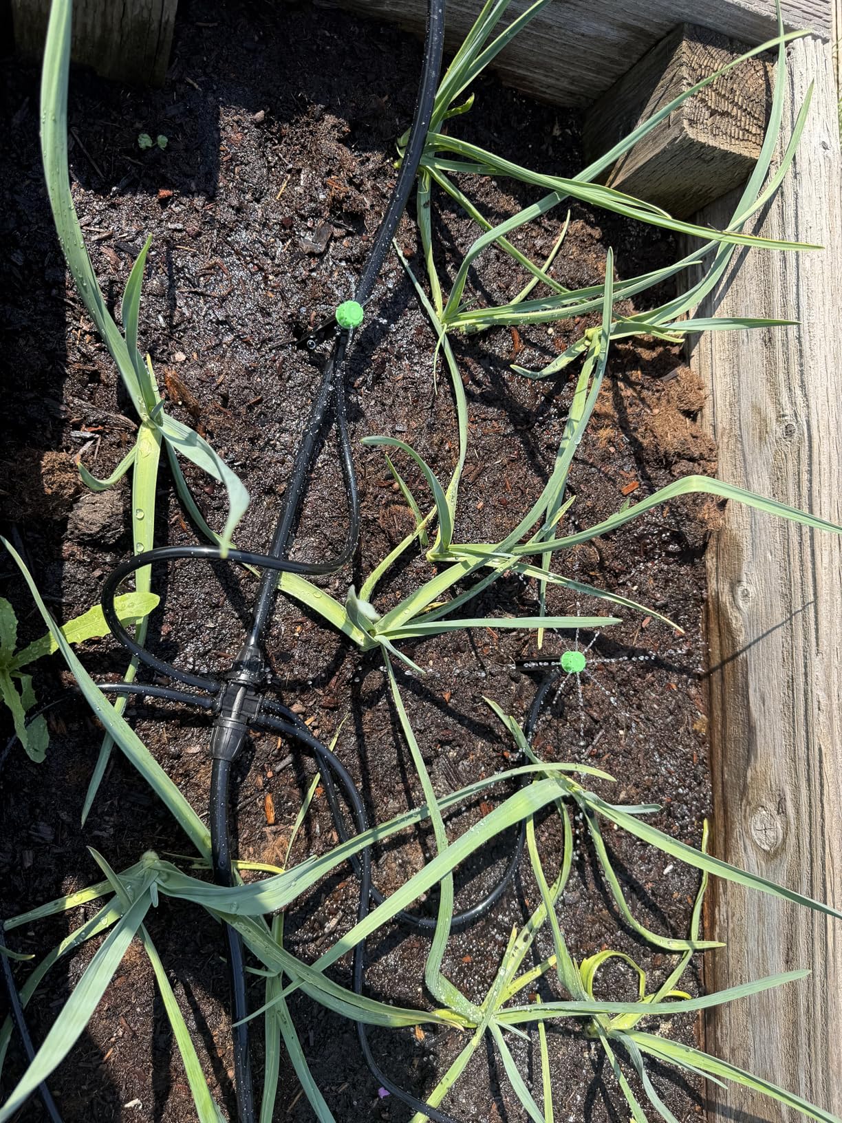 CARPATHEN Drip Irrigation System Kit - Complete Premium Garden Watering System with Adjustable Sprinkler Emitters, 5/16