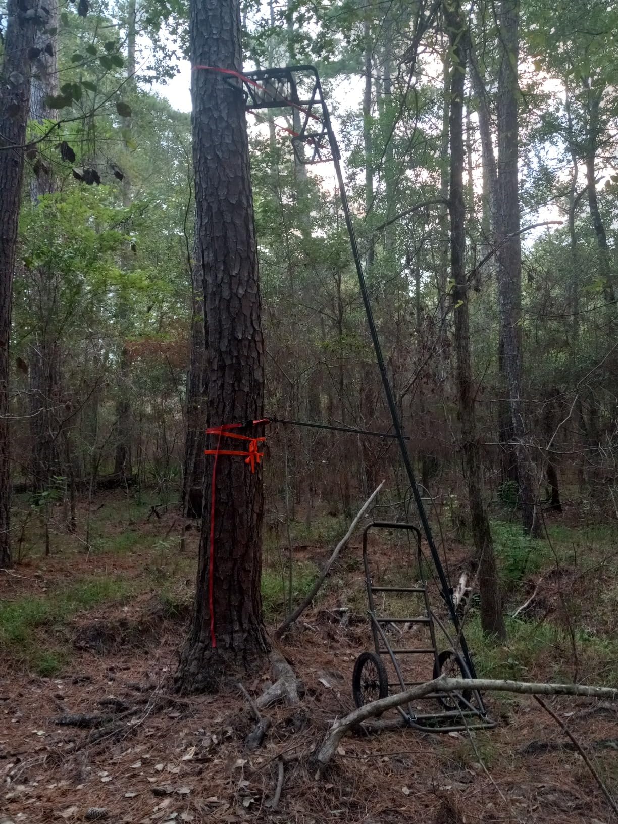 Guide Gear Climbing Ladder Tree Stand with Mesh Seat, Climbing Equipment for Deer Hunting, 15' customer photo 2
