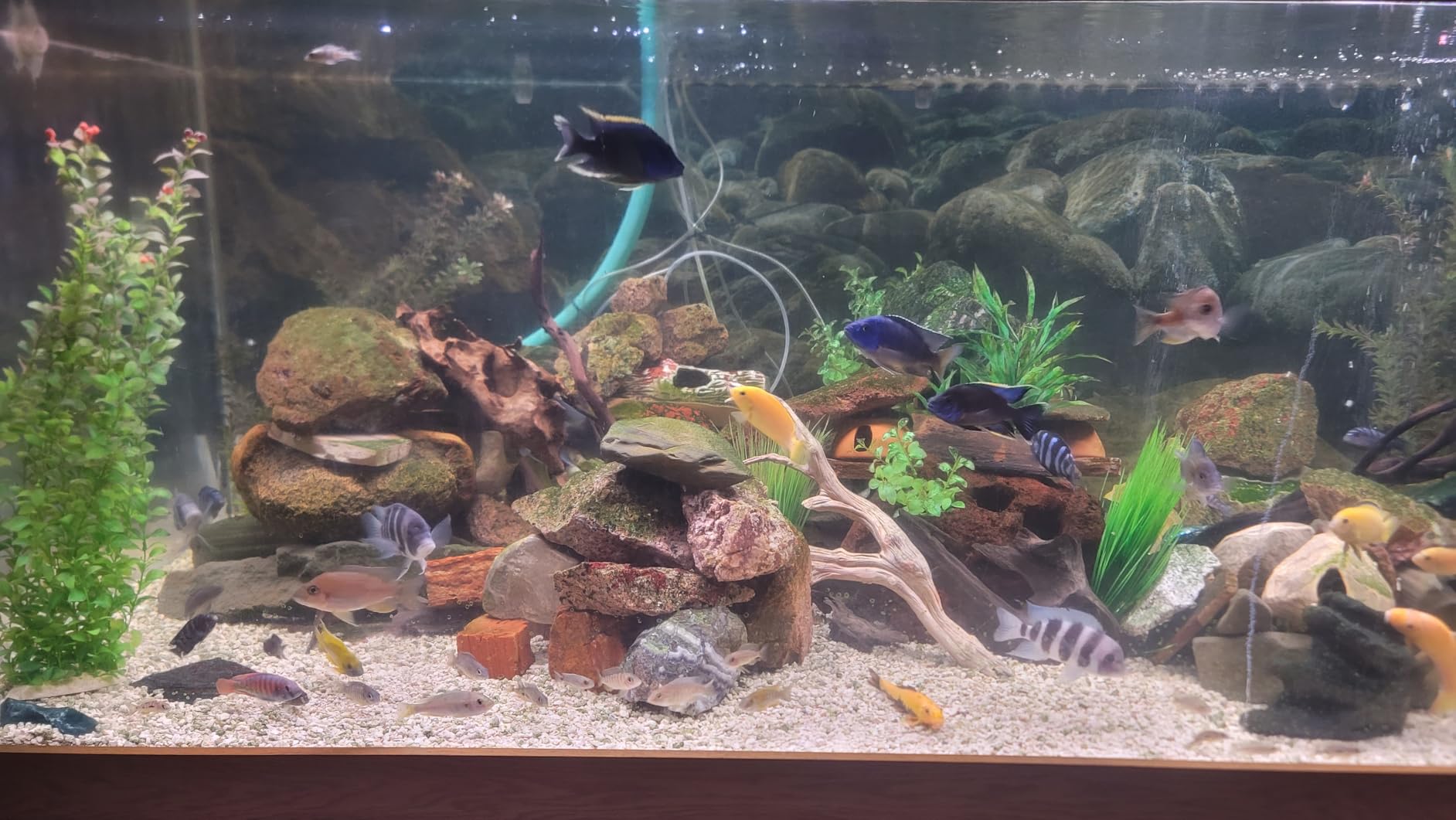 hygger Advanced LED Aquarium Light with Timer, 24/7 Lighting Cycle & DIY Mode, Full Spectrum Fish Tank Light for 30-36 in Freshwater Planted Tank customer photo 2