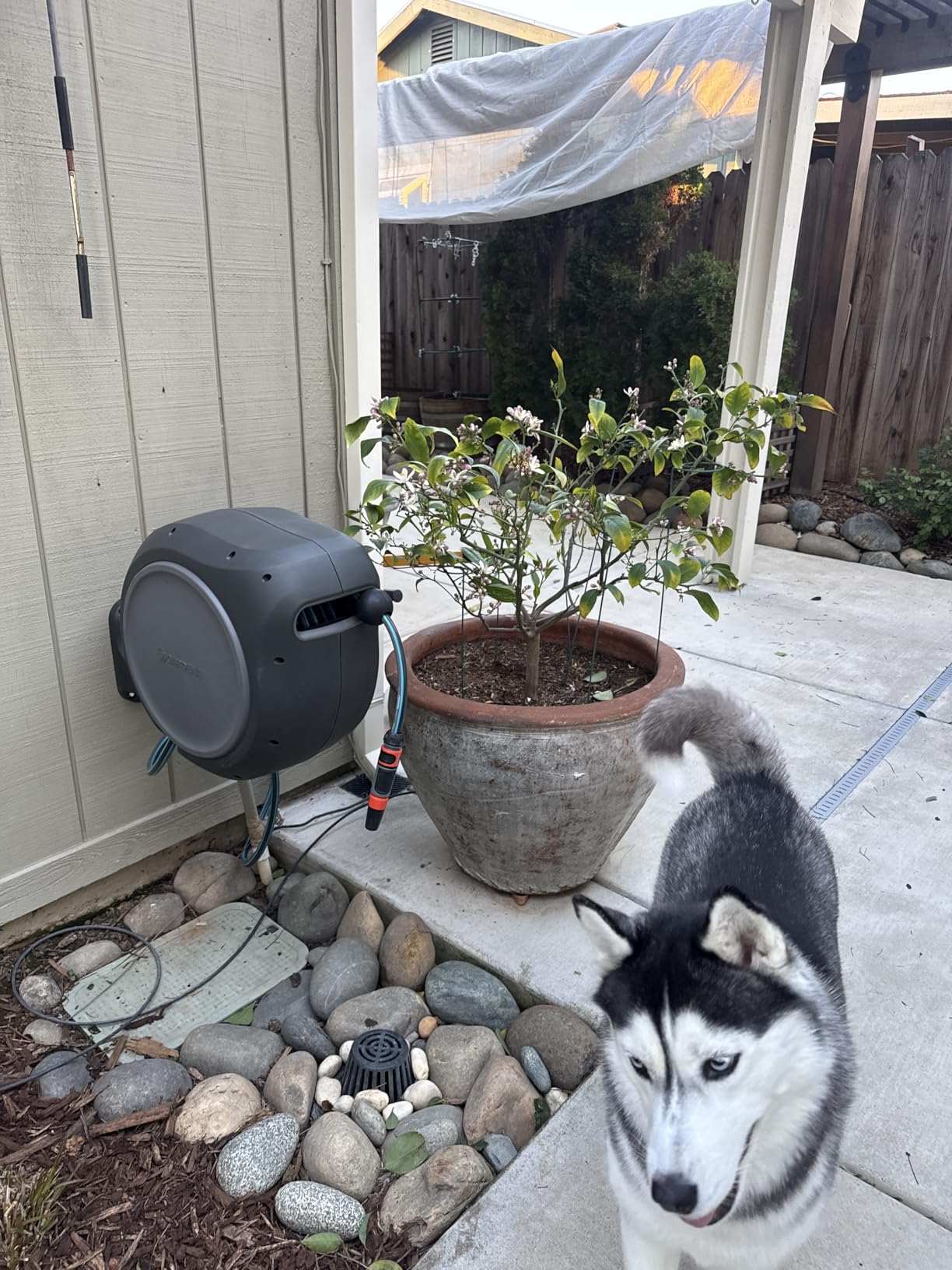 GARDENA Retractable Garden Hose Reel - 100 Feet - Auto Retract Hose Reel with 180 Swivel Wall Mount - Heavy Duty - Integrated Spray Nozzle customer photo 2