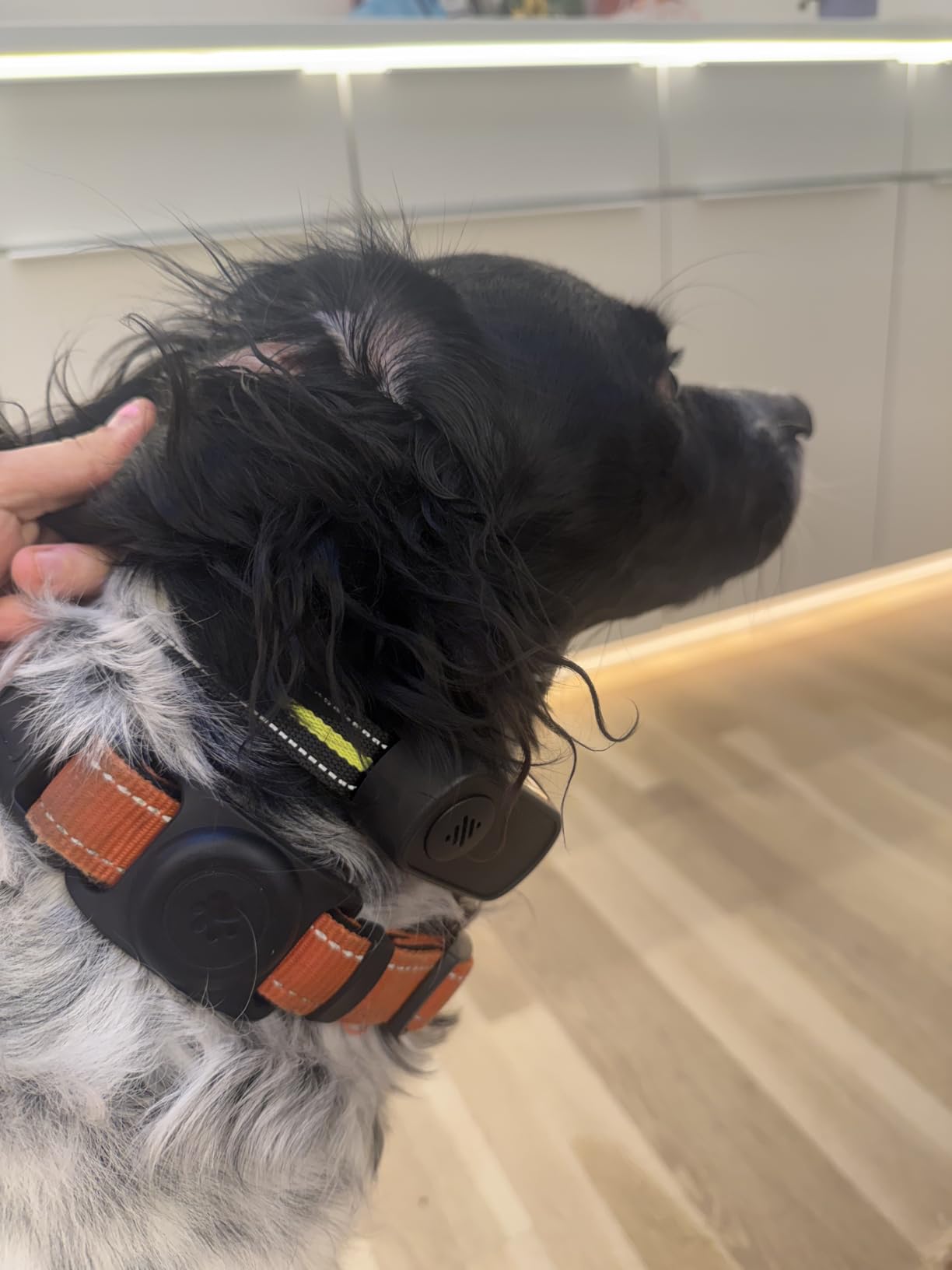 Rechargeable Dog Bark Collar with Beep Vibration and Shock, Anti Barking Collar for Small Medium Large Dogs, Humane Dog Training Device with 5 Adjustable Sensitivity Levels customer photo 1