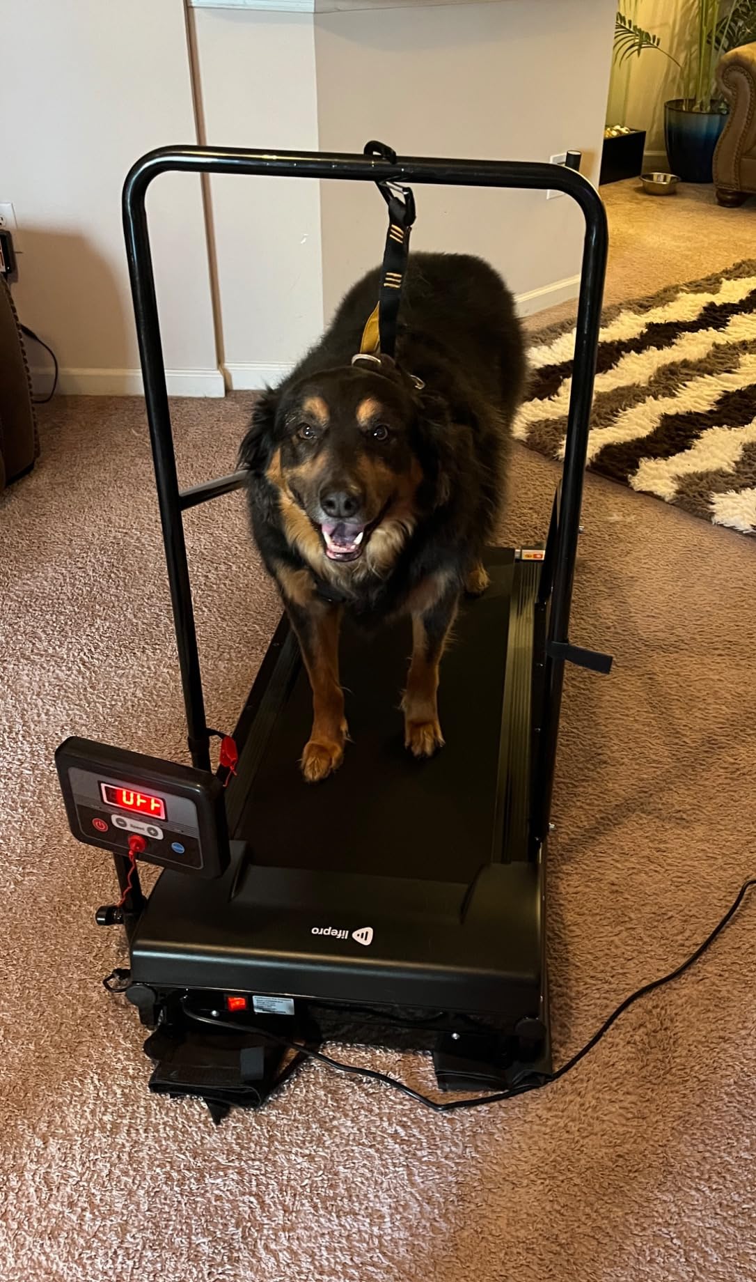 Lifepro PawRunner Dog Treadmill for Small Dogs, Dog Treadmill for Medium Dogs, Pet Treadmill for Dogs up to 130lbs, Dog Pacer Treadmill Indoor Dog Running Machine, Small Dog Treadmill for Dog Fitness customer photo 1