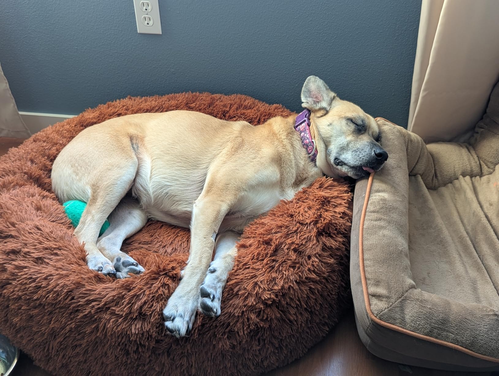 Bedsure Calming Dog Bed for Extra Large Dogs - Donut Washable Large Pet Bed, 45 inches Anti-Slip Round Fluffy Plush Faux Fur Dog Bed, Fits up to 120 lbs Pets, Camel customer photo 2