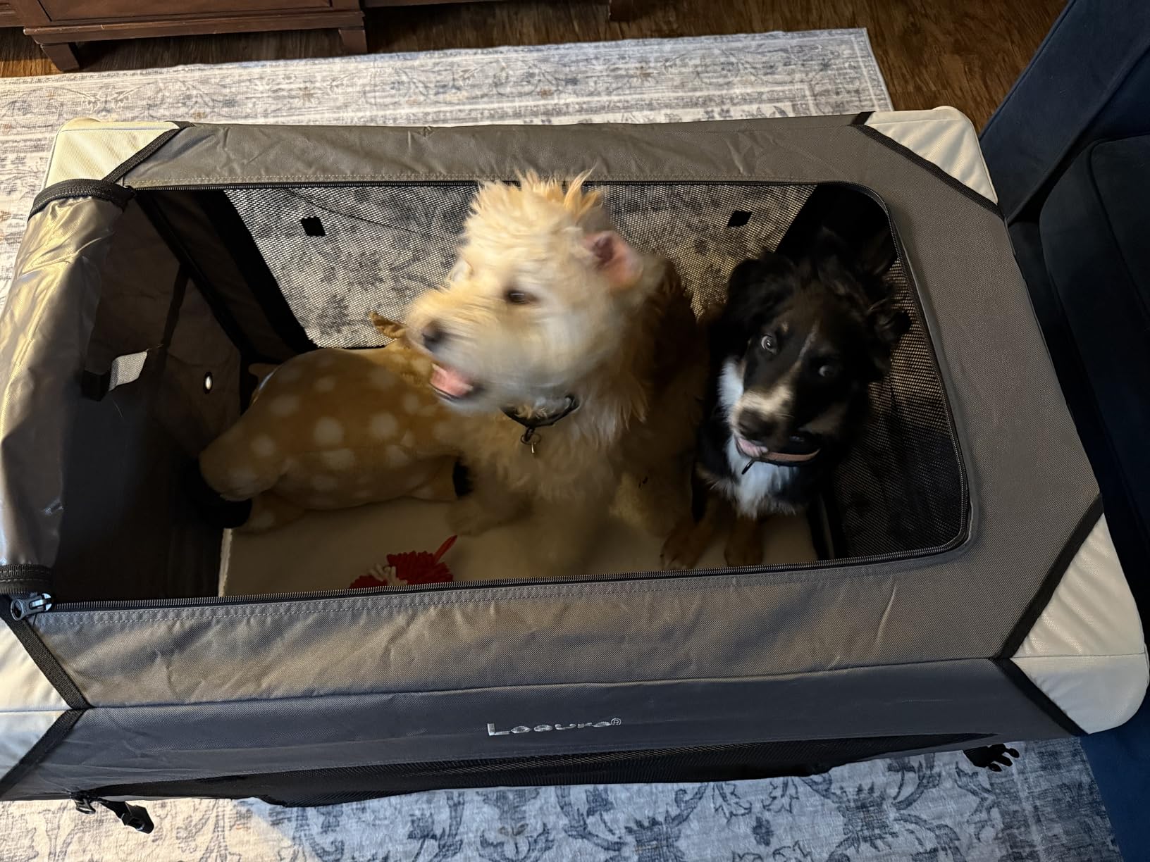 Lesure Collapsible Dog Crate - Portable Travel Kennel for Large Dog, 4-Door Pet Crate with Mesh Windows, Indoor & Outdoor, Light Gray customer photo 1