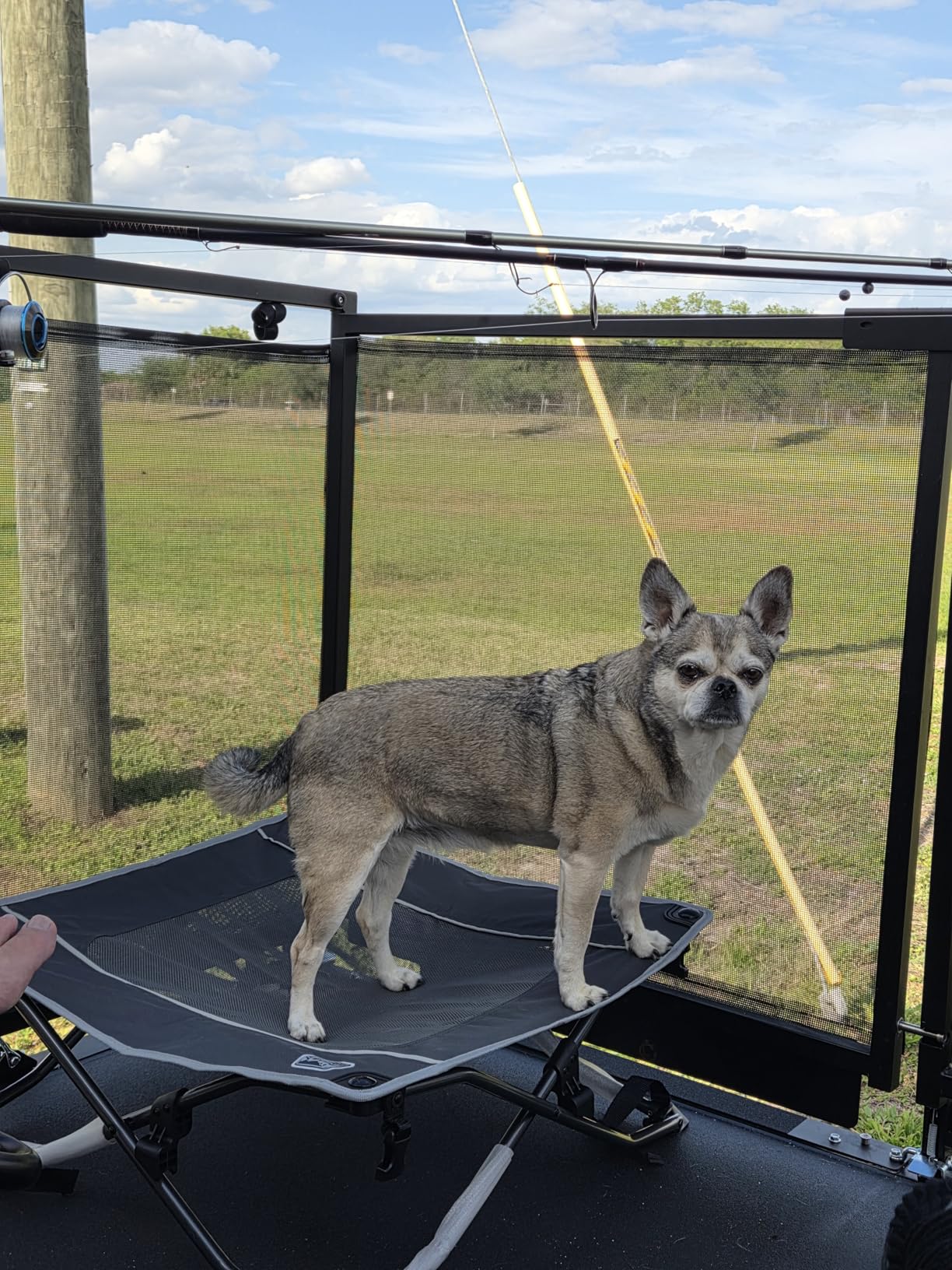 TIMBER RIDGE Outdoor Dog Bed, Cooling Elevated Pet Bed Portable Raised Dog Bed with Breathable Mesh, Foldable Dog Cot, Grey customer photo 2