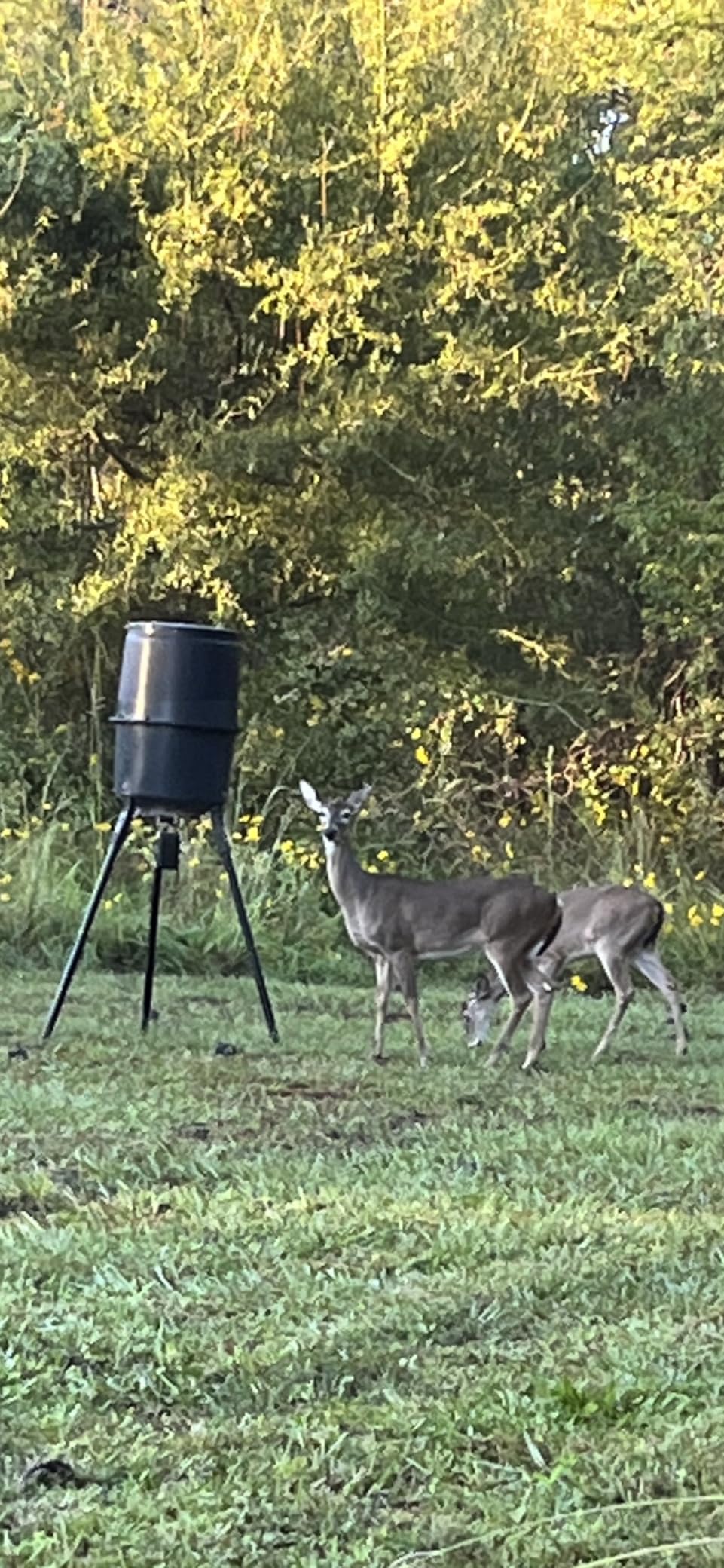 THUNDERBAY SPUR Collector 3 Person Hunting Blind, Portable Ground Blind with Silent Windows, Portable Durable Hunting Tent for Deer & Turkey Hunting customer photo 1