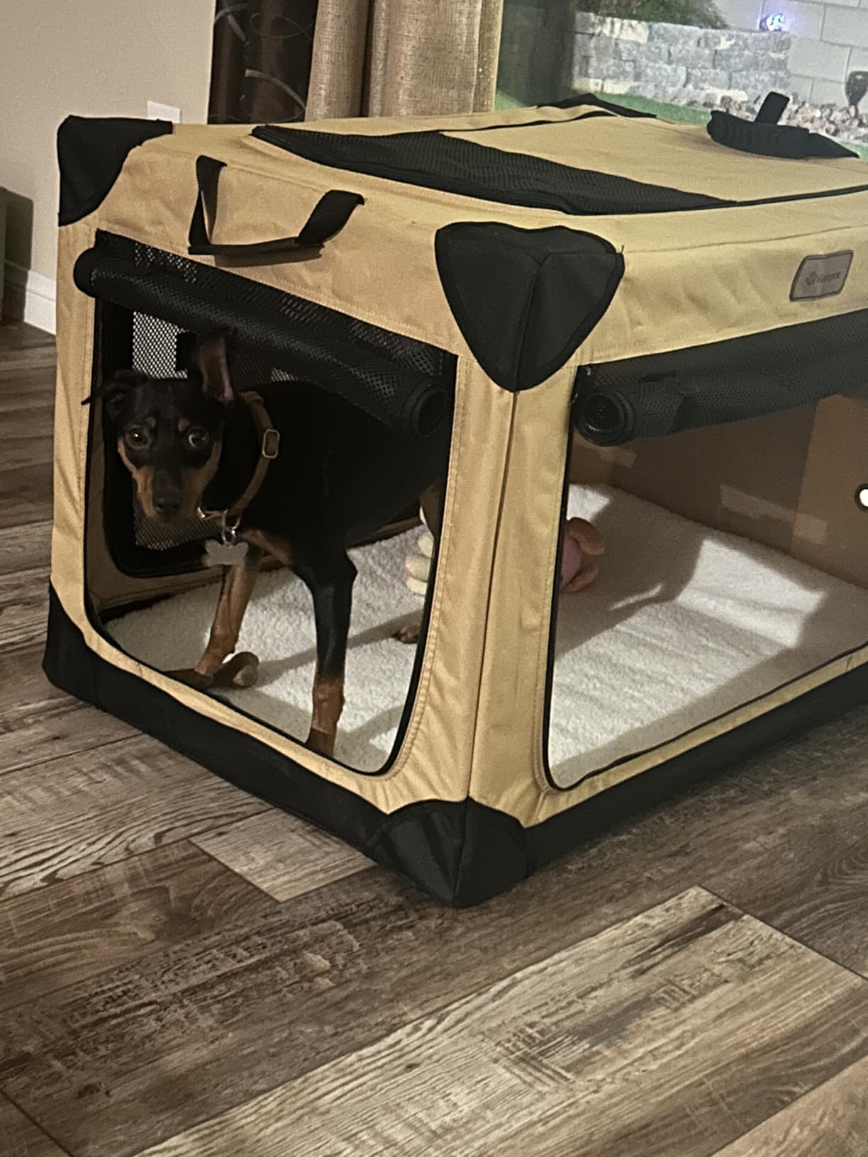 Garnpet 36 Inch Collapsible Soft Dog Crate for Large Dogs, 4-Door Foldable Travel Dog Kennel with Durable Mesh Windows for Indoor & Outdoor Portable Pet Crate, Soft Side Dog Crate, Beige customer photo 2