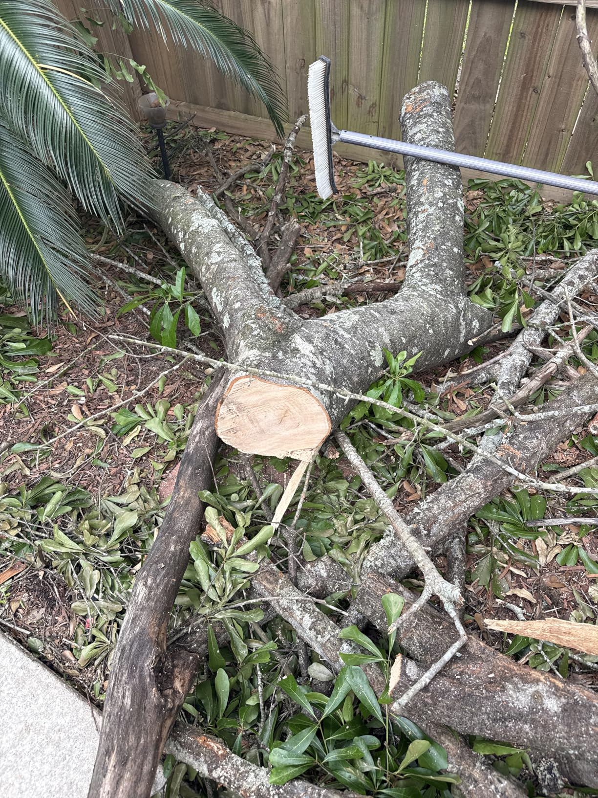 VEVOR Manual Pole Saw, 7.3-27 ft Extendable Tree Pruner, Sharp Steel Blade and Scissors High Branches Trimming, Branch Trimmer with Lightweight 8 Fiberglass Handles, for Pruning Palms and Shrubs customer photo 1