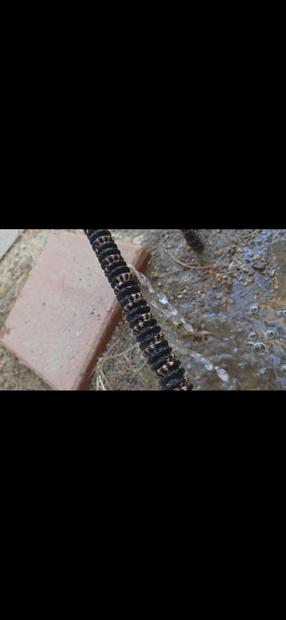 Pocket Hose 100 FT Copper Bullet Expandable Garden Hose w/10 Pattern Thumb Spray Nozzle AS SEEN ON TV 650psi 3/4 in Patented Lead-Free Ultra-Lightweight Solid Copper Anodized Aluminum customer photo 1