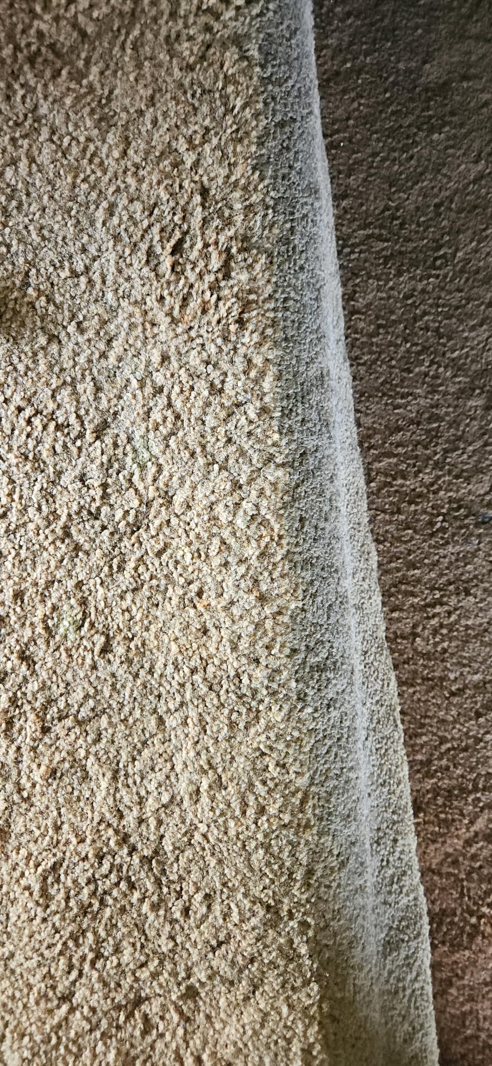 BISSELL TurboClean Pet XL Upright Carpet Cleaner, Upholstery Tough Stain Tool & Formula included, 3746 customer photo 2