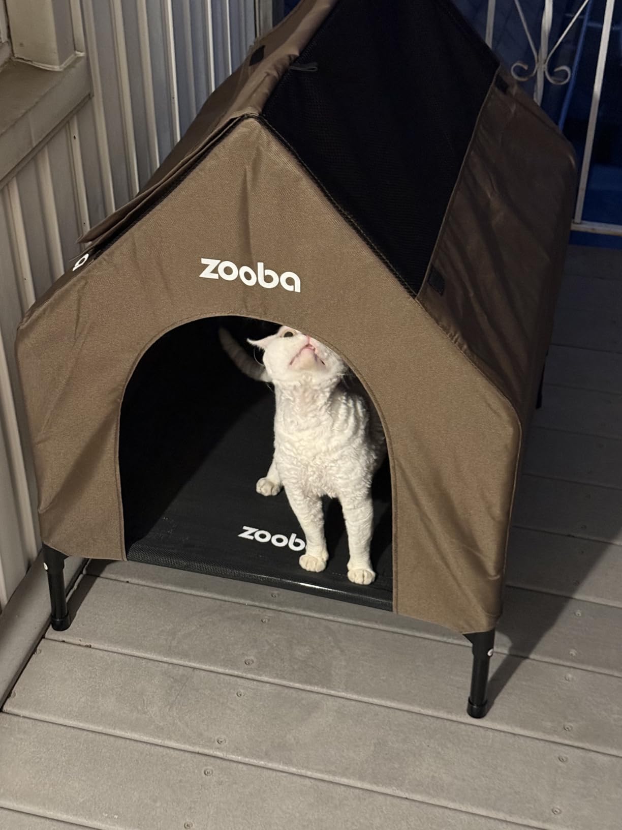 Zooba 36